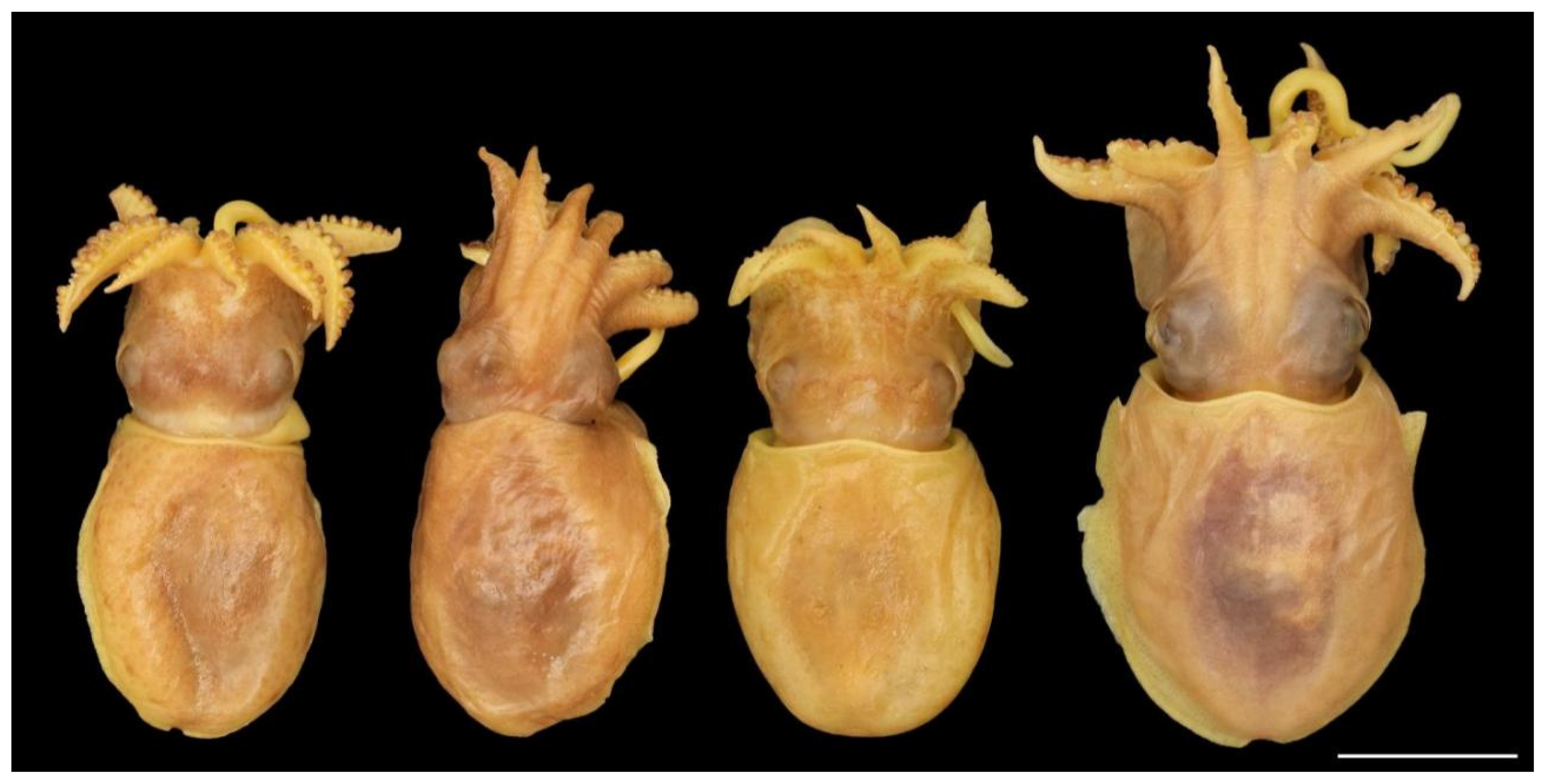 Diversity 14 01073 g005 Diversity 14 01073 g005