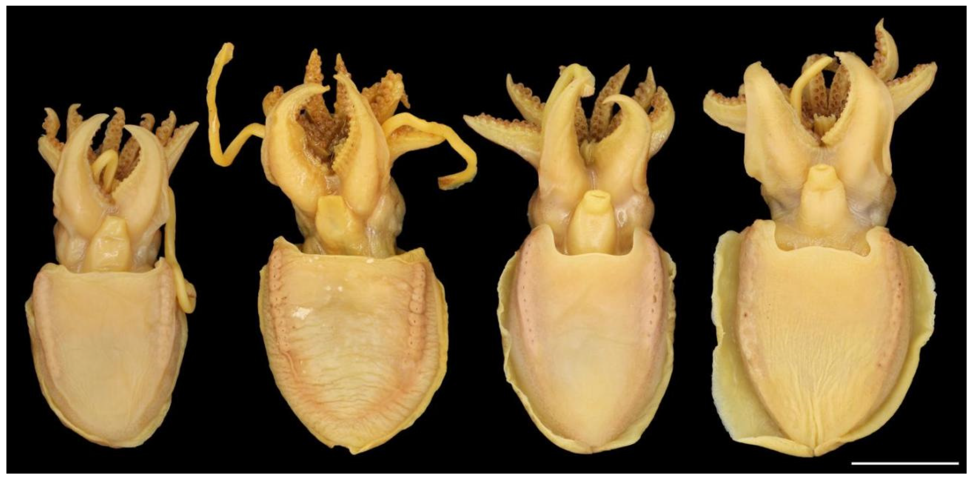 Diversity 14 01073 g006 Diversity 14 01073 g006