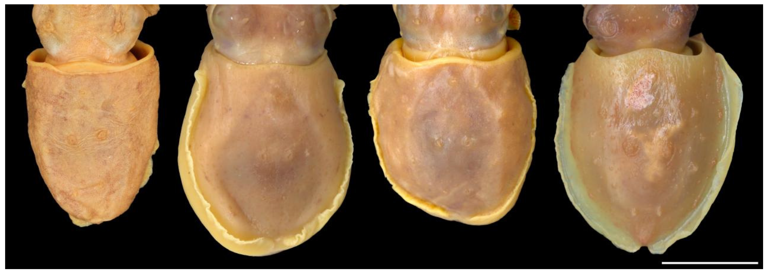 Diversity 14 01073 g008 Diversity 14 01073 g008