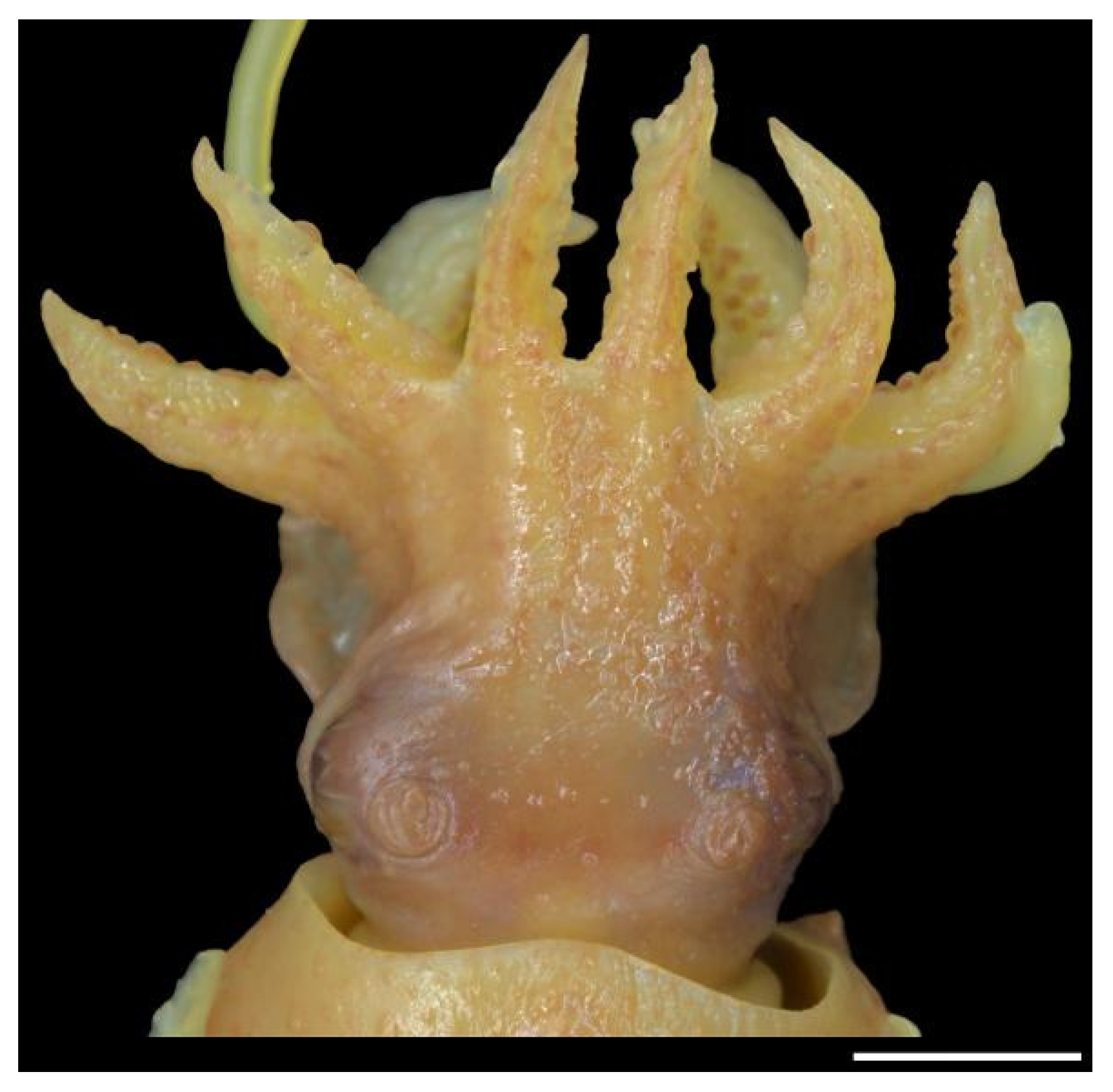 Diversity 14 01073 g010 Diversity 14 01073 g010