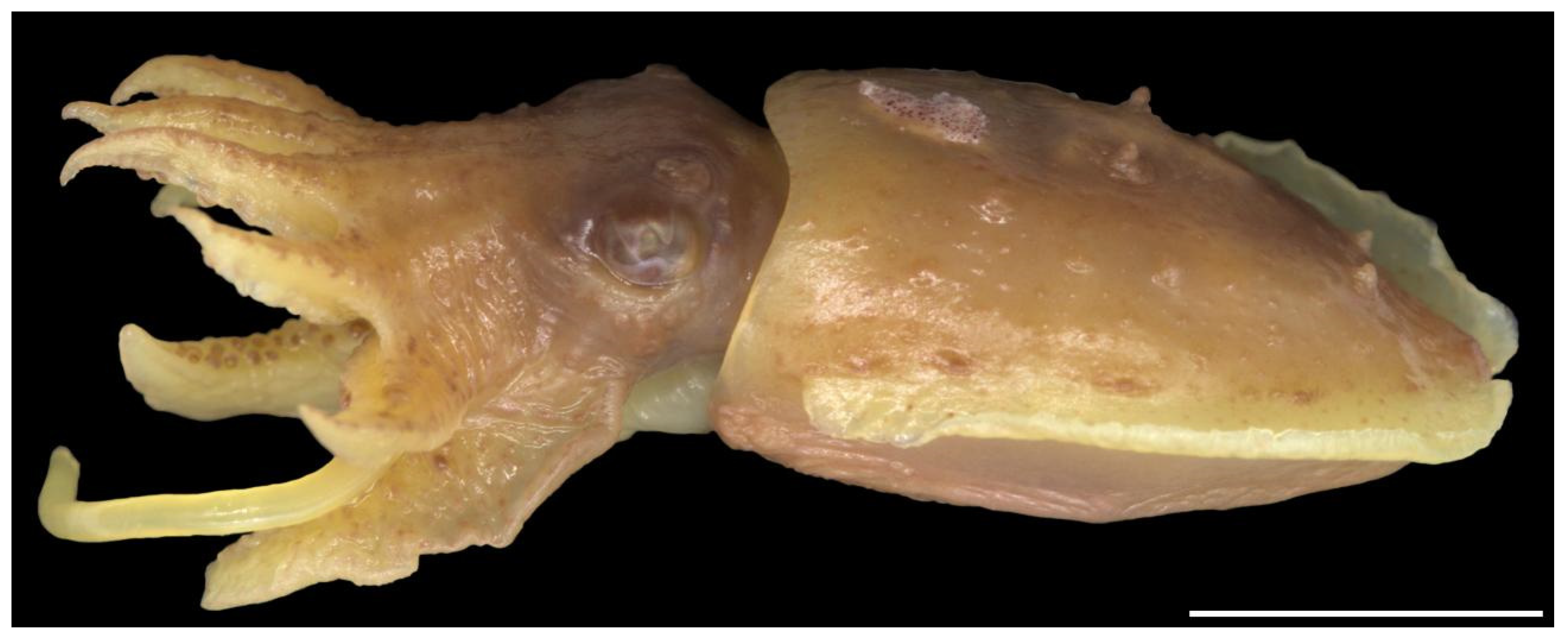 Diversity 14 01073 g011 Diversity 14 01073 g011