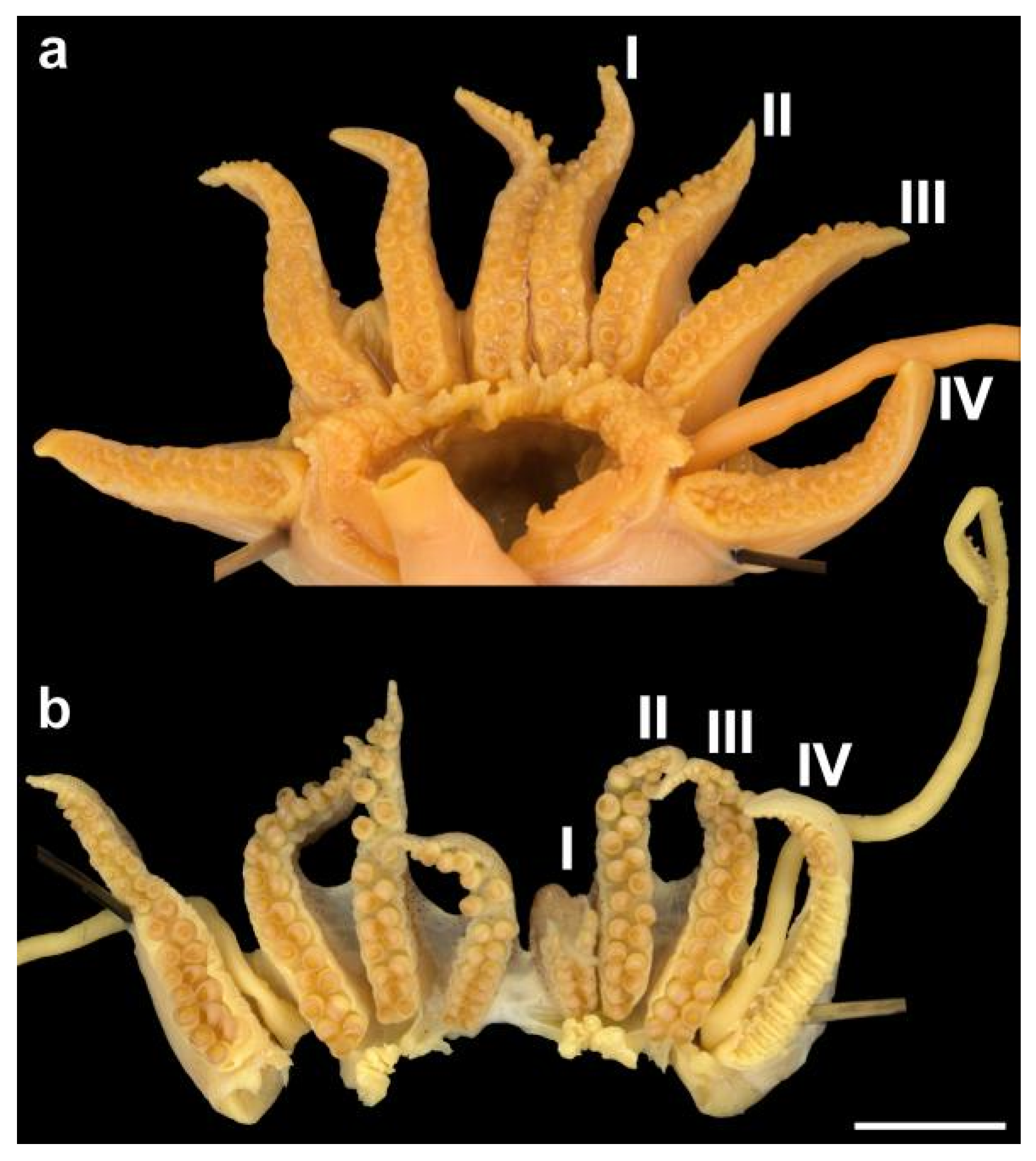 Diversity 14 01073 g013 Diversity 14 01073 g013