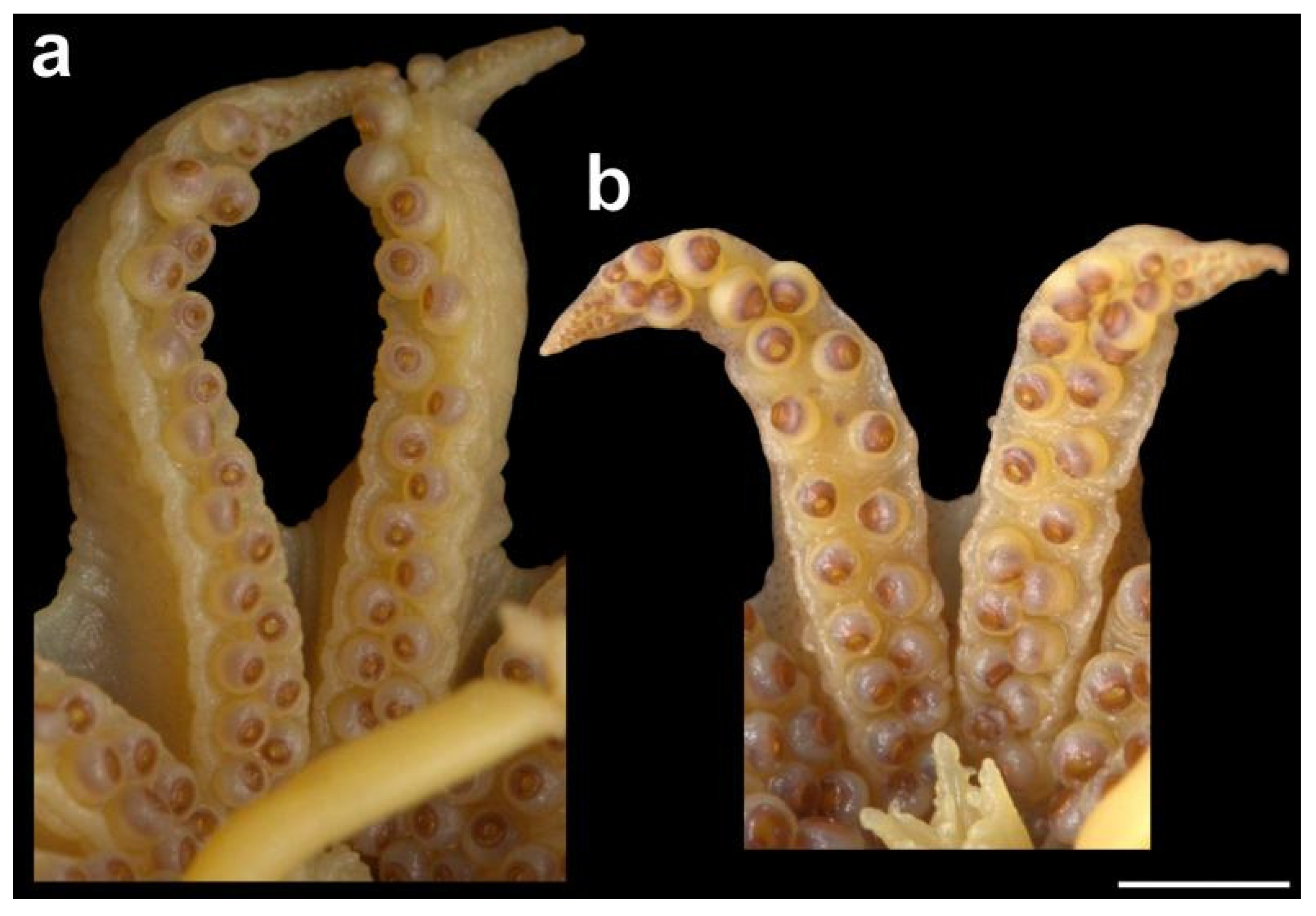 Diversity 14 01073 g015 Diversity 14 01073 g015