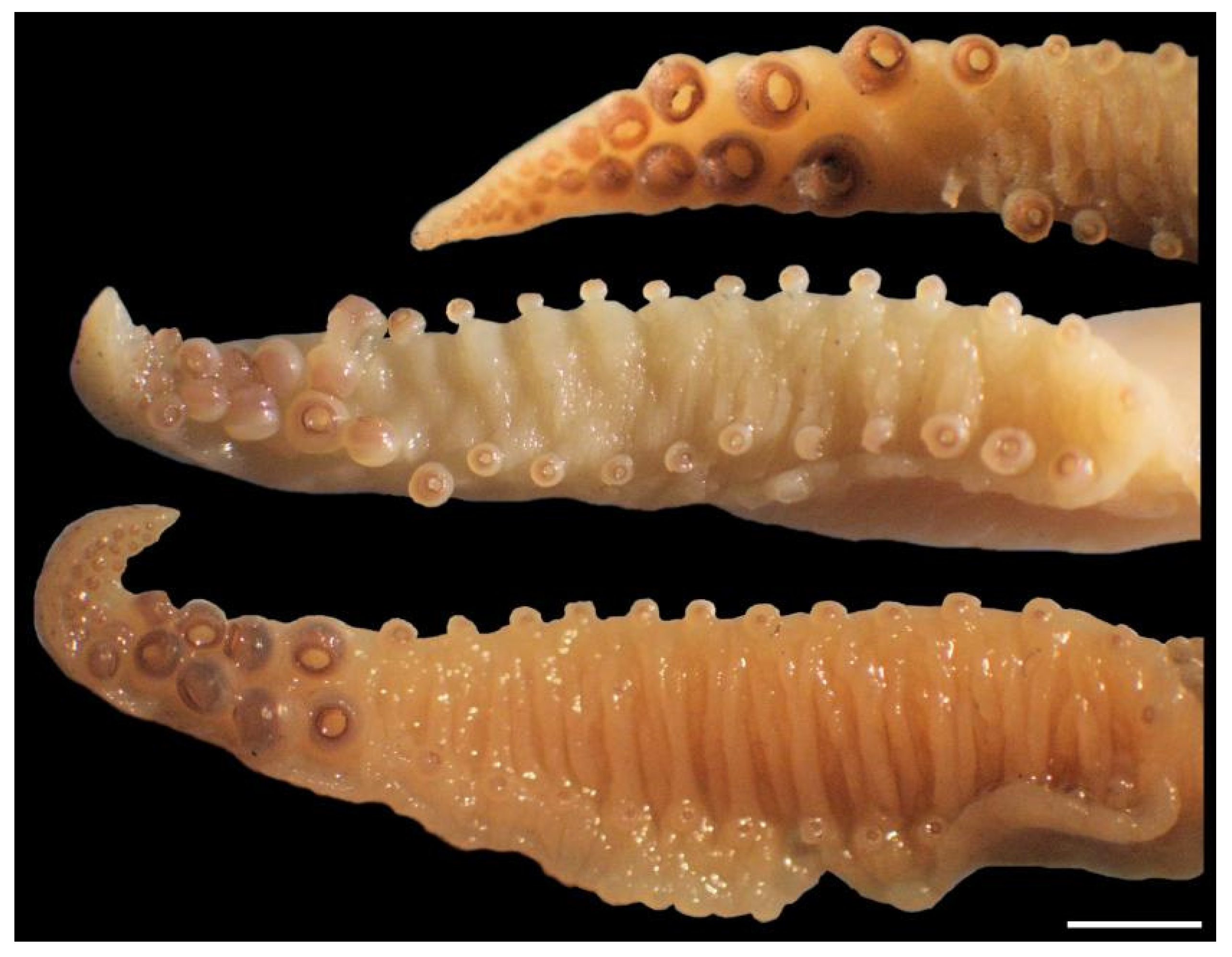 Diversity 14 01073 g017 Diversity 14 01073 g017