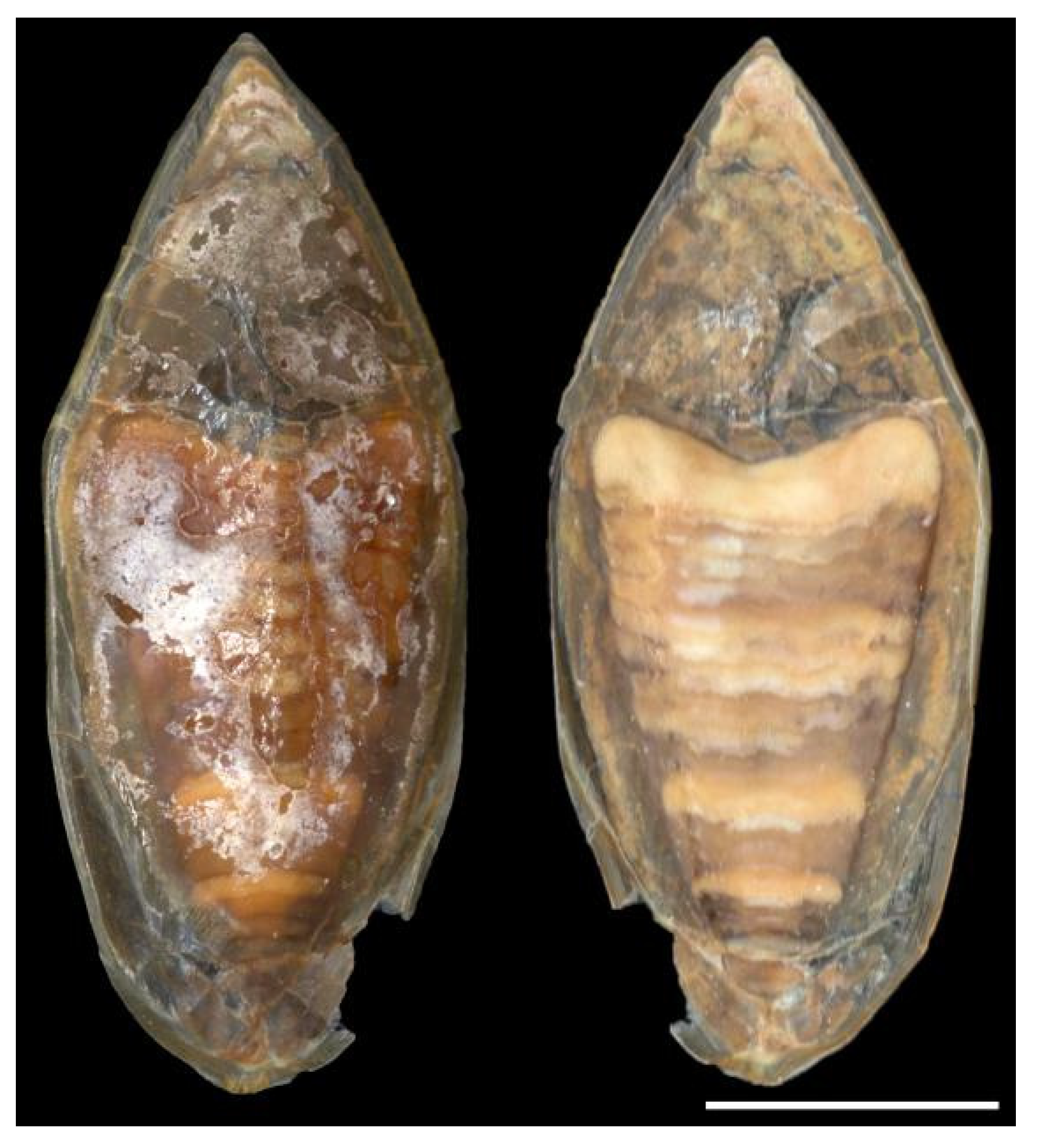 Diversity 14 01073 g022 Diversity 14 01073 g022