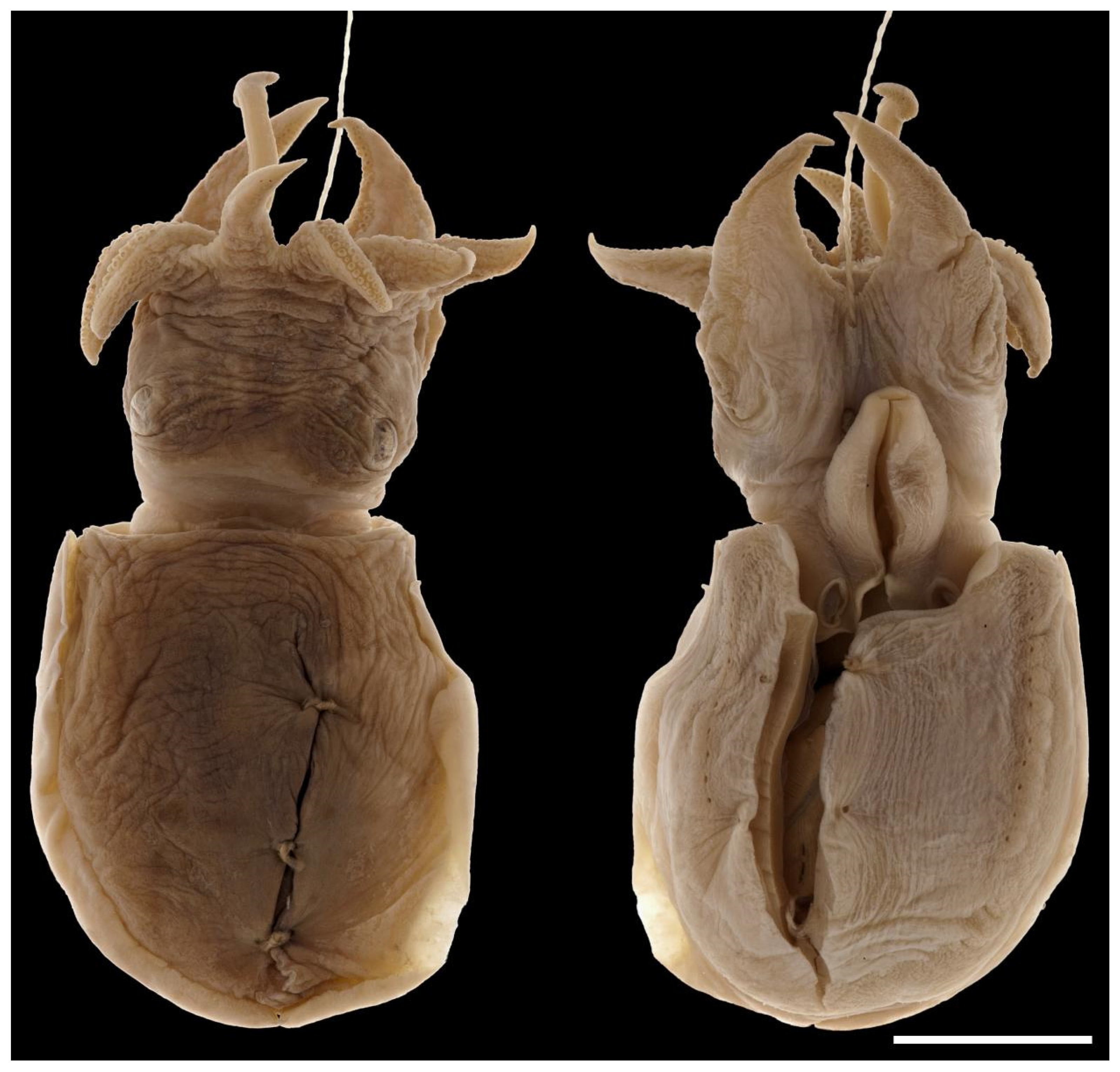 Dorsal (left) and ventral (right) views of the holotype of Sepia