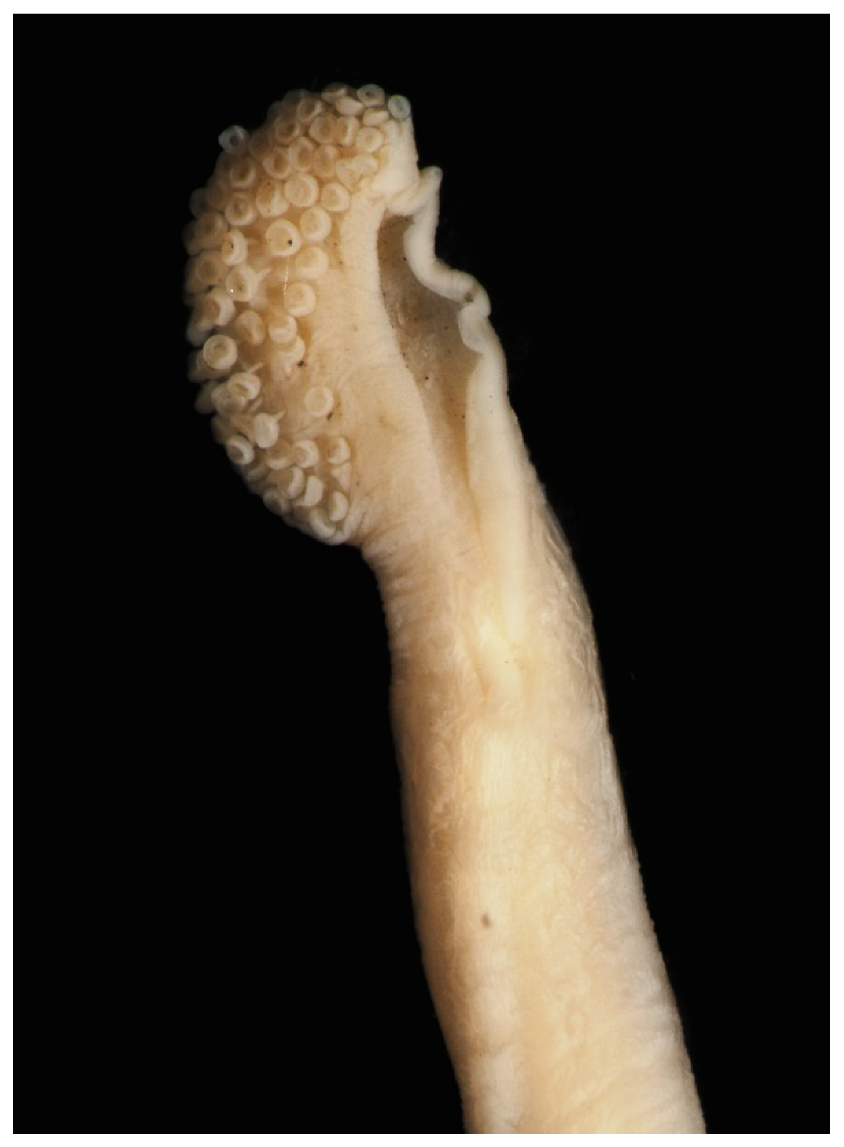 Diversity 14 01073 g0a3 Diversity 14 01073 g0a3