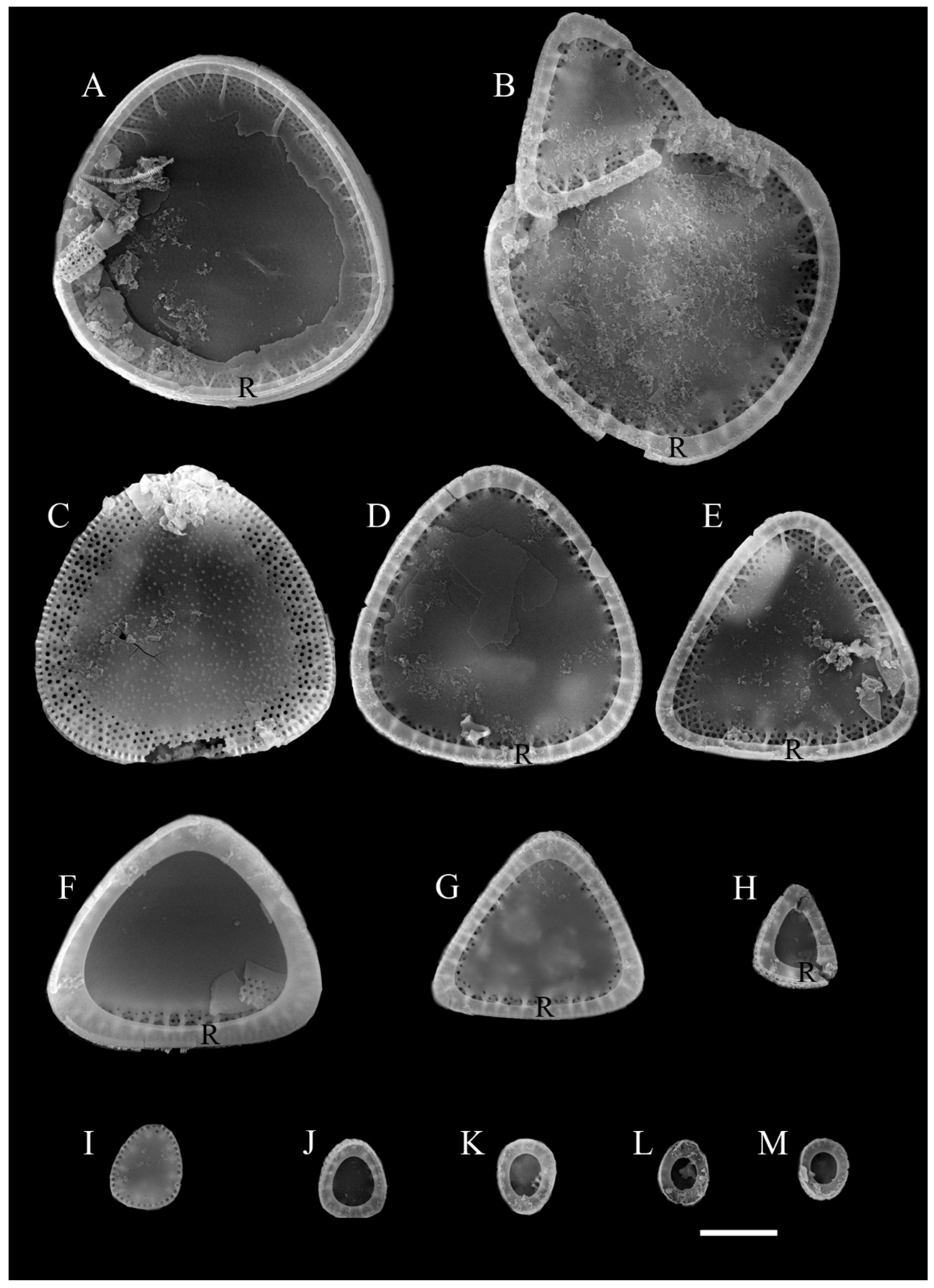 Diversity 14 01075 g009 Diversity 14 01075 g009