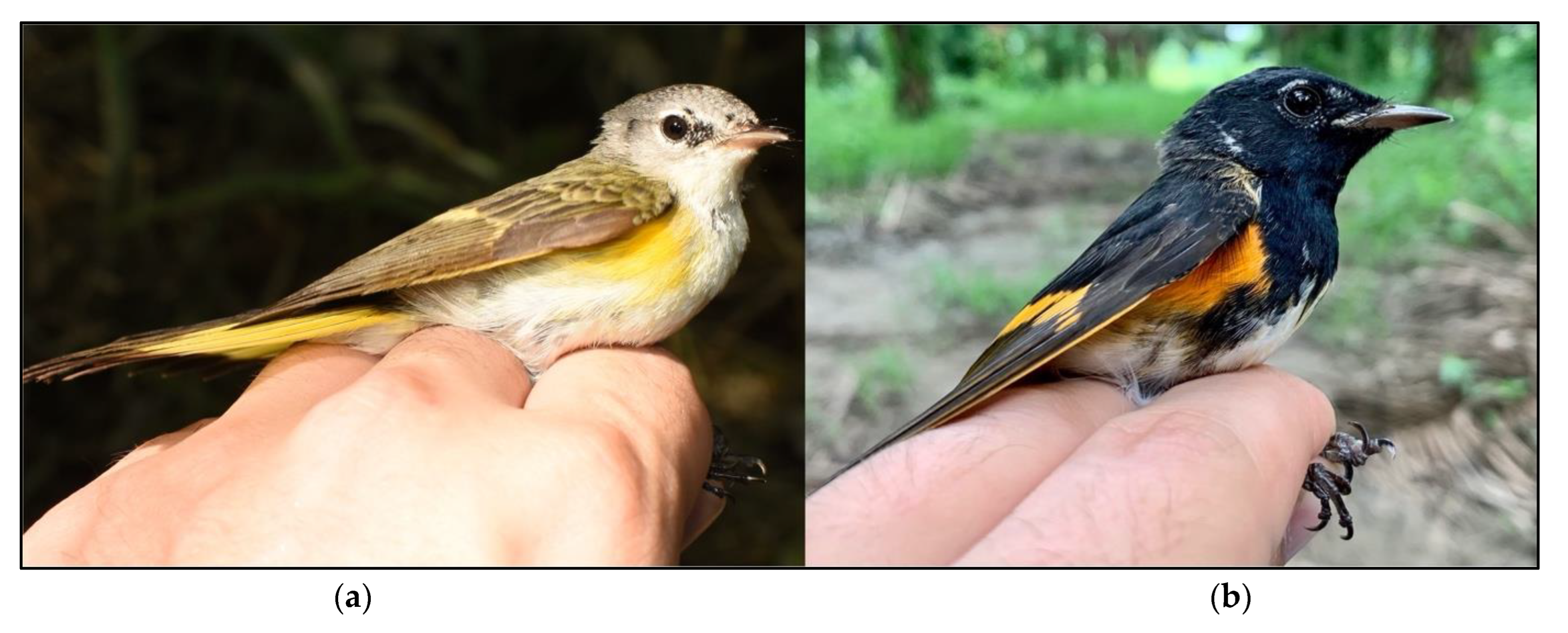 Diversity 14 01079 g002 Diversity 14 01079 g002