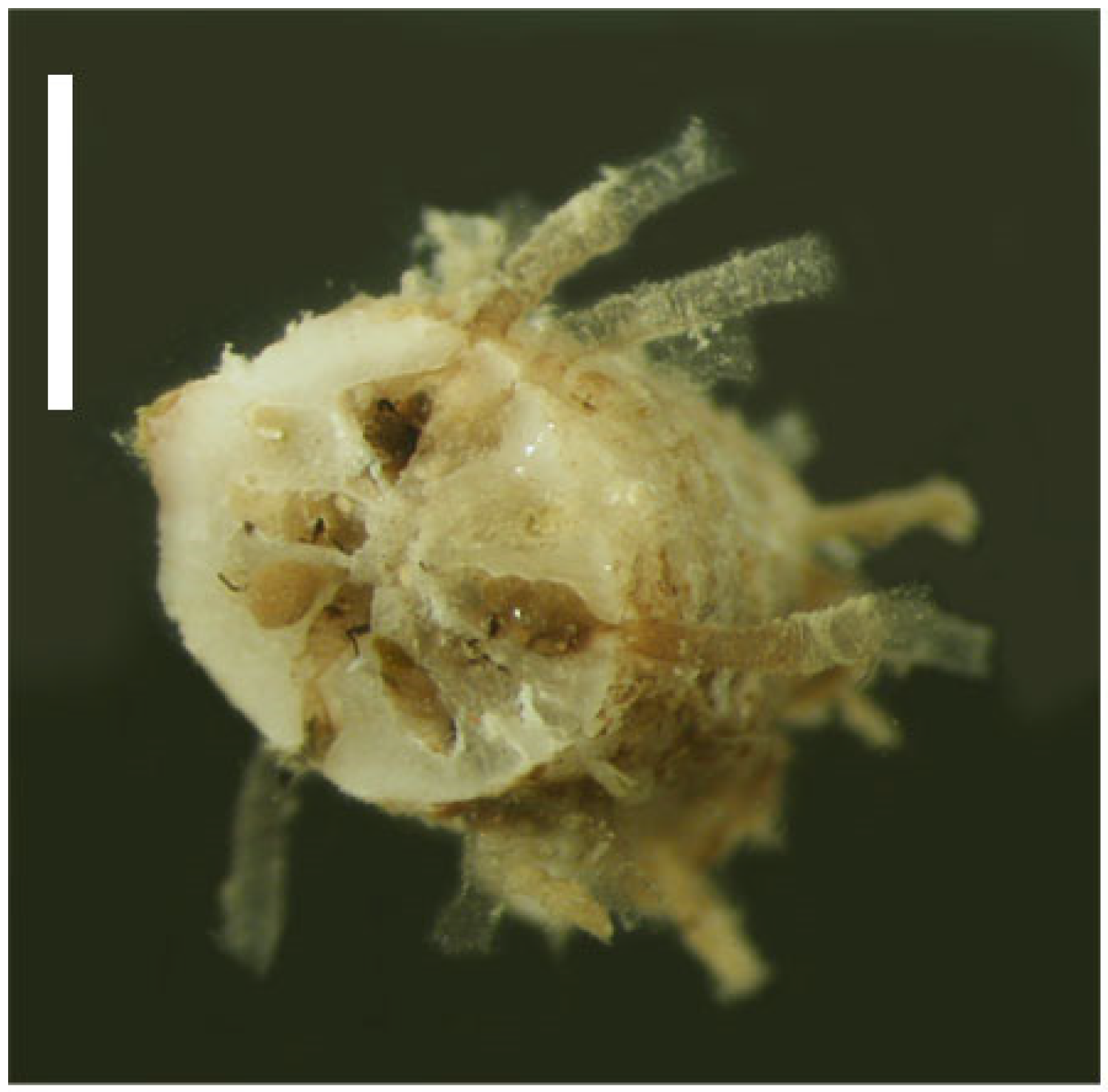 Diversity 14 01080 g001