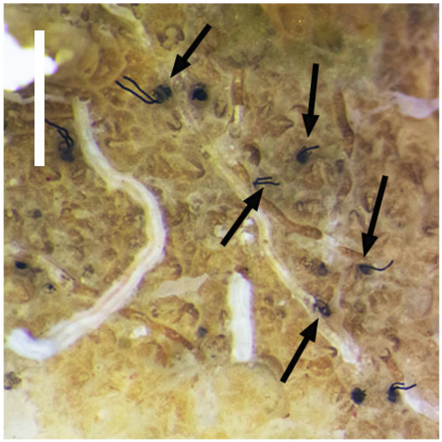 Diversity 14 01080 g002