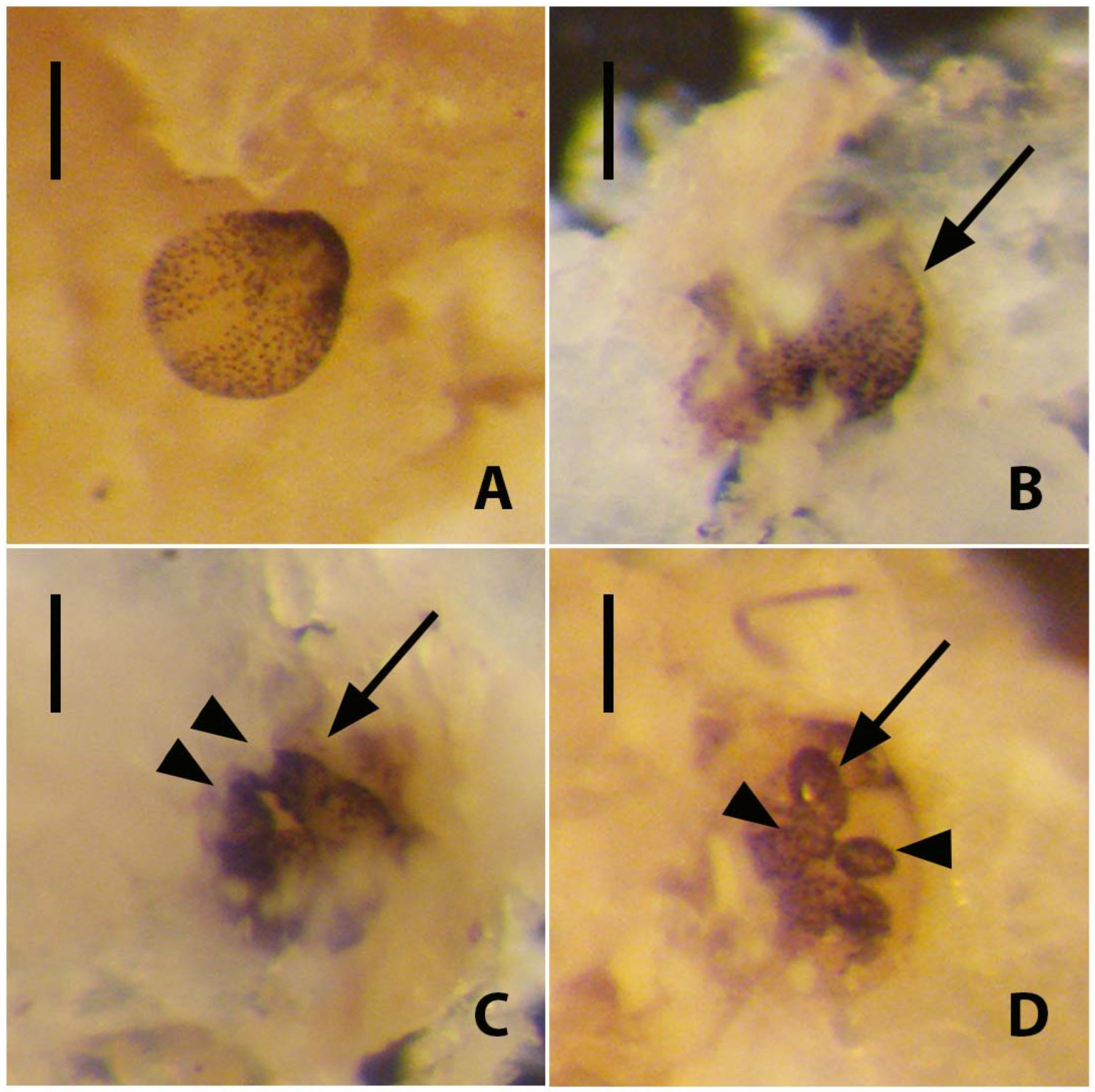 Diversity 14 01080 g006