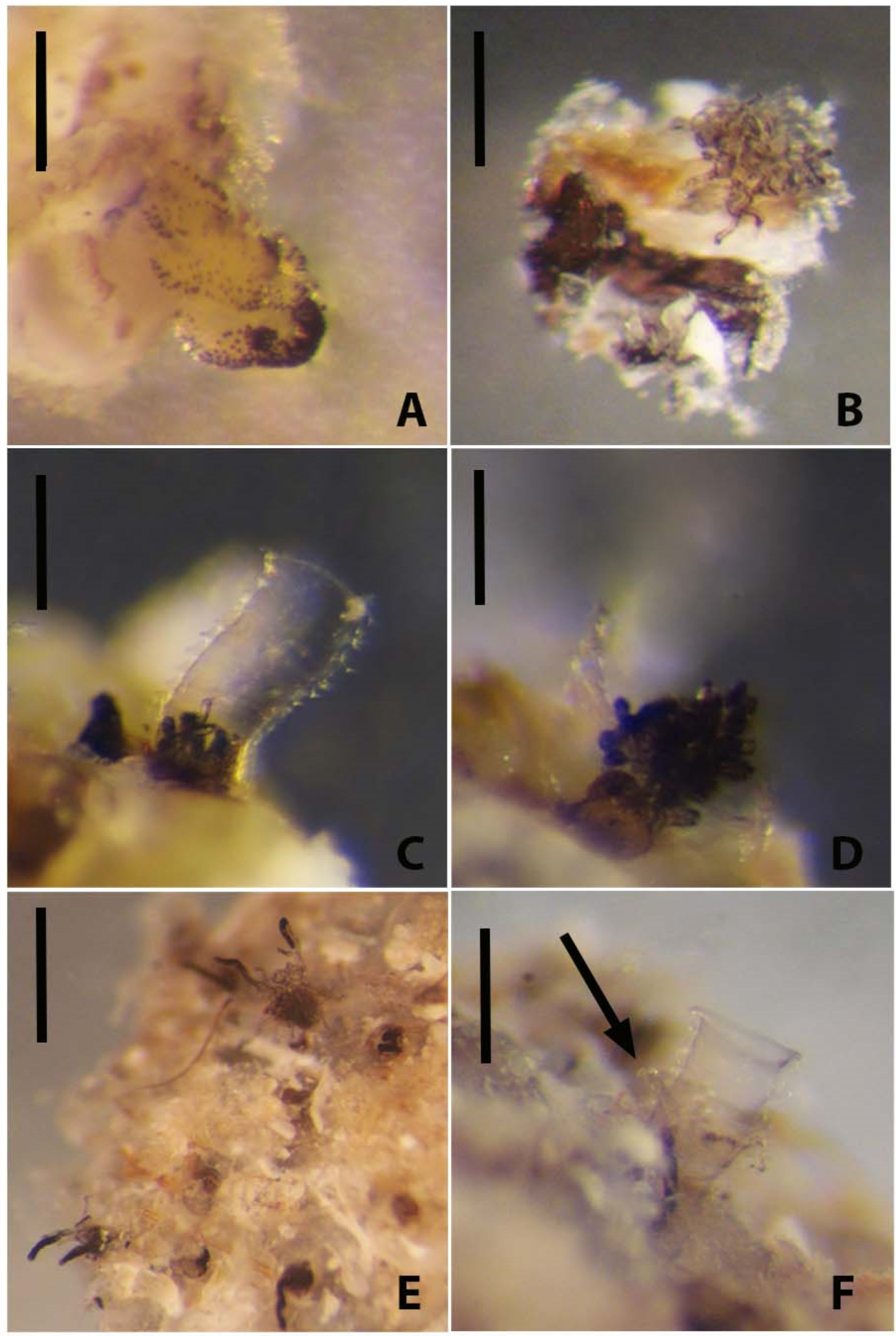 Diversity 14 01080 g007