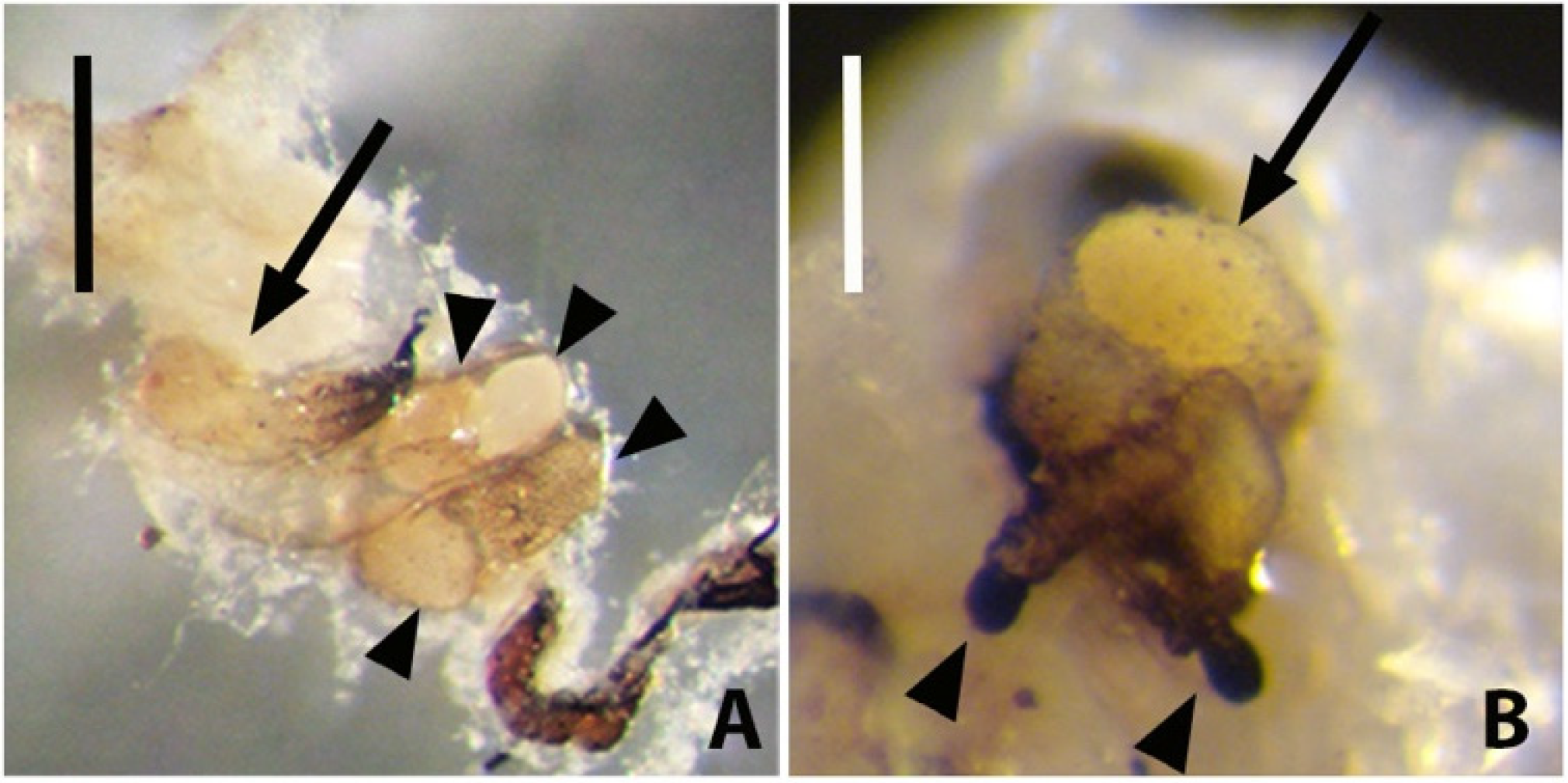 Diversity 14 01080 g008