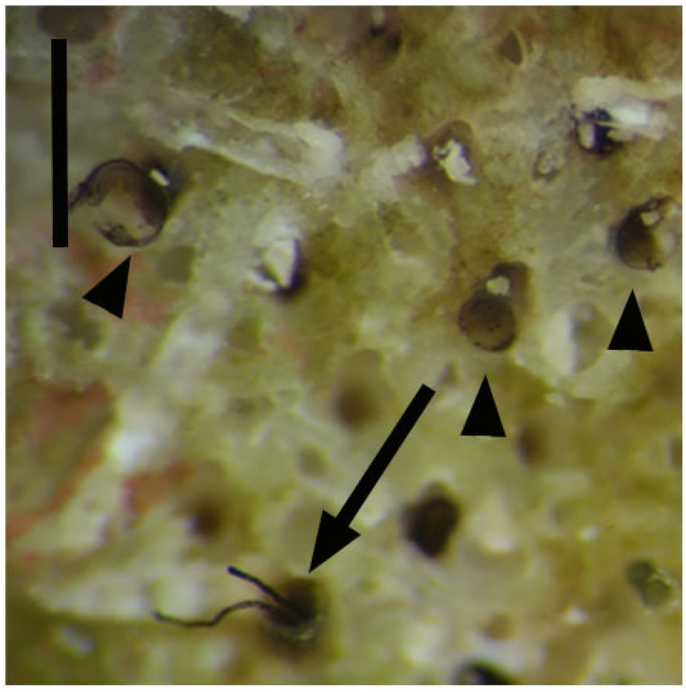 Diversity 14 01080 g012