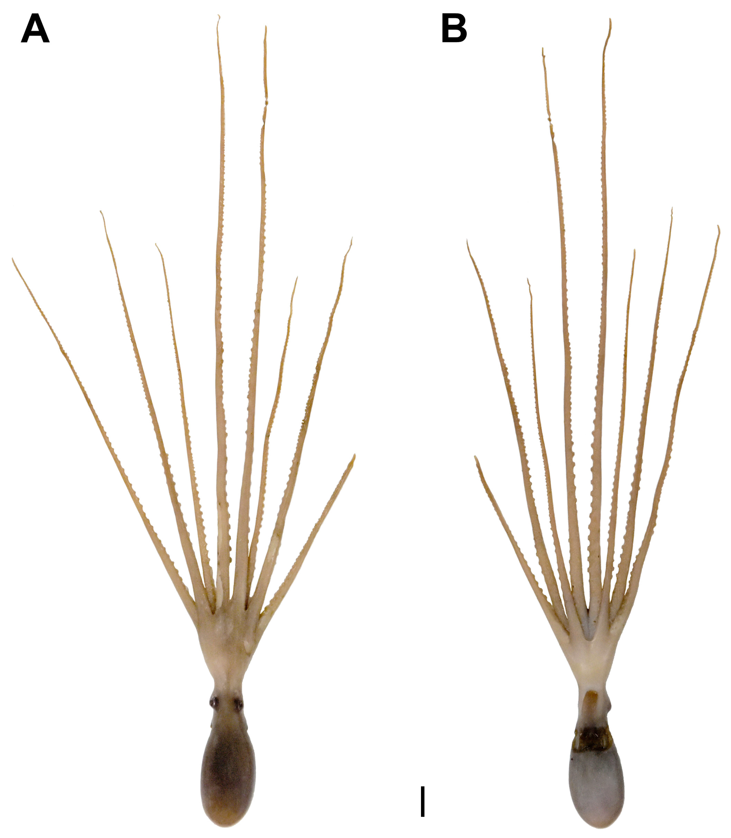 Diversity 14 01083 g003 Diversity 14 01083 g003