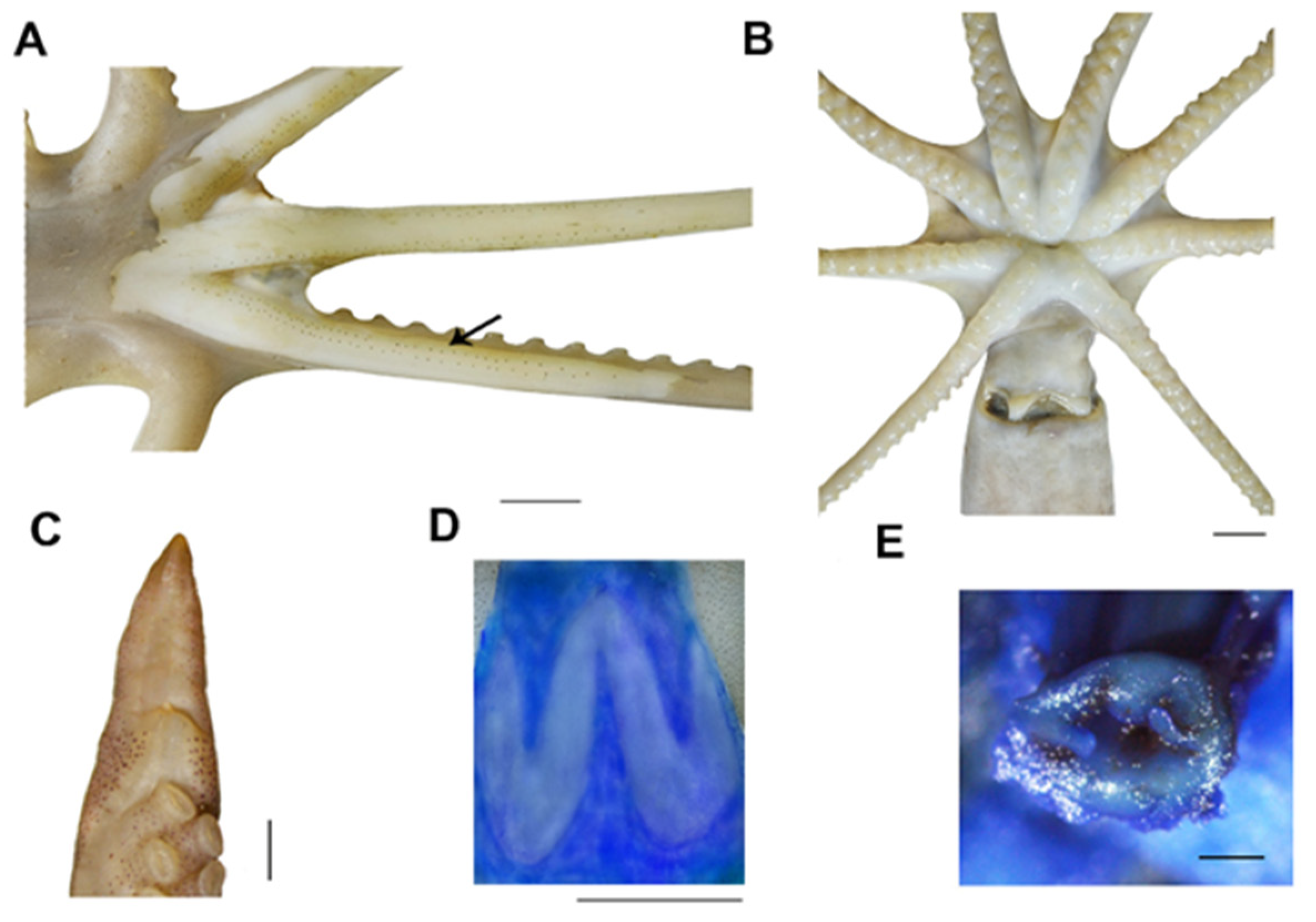 Diversity 14 01083 g004 Diversity 14 01083 g004