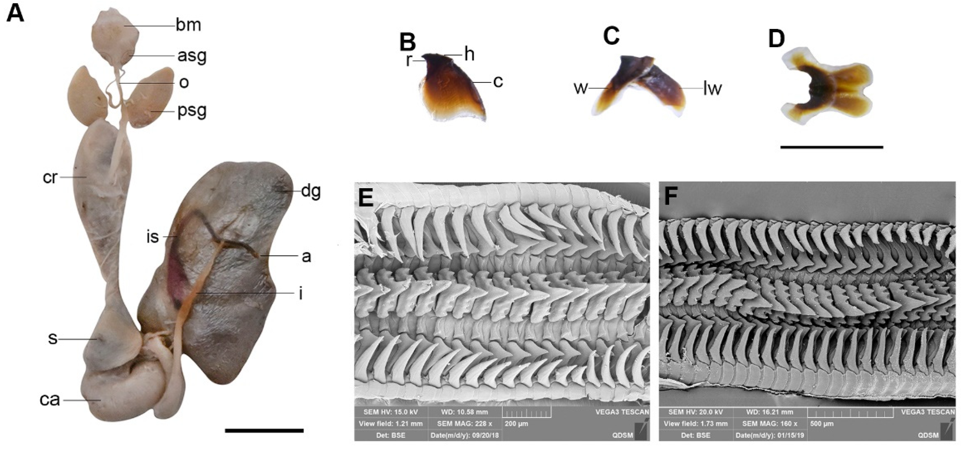 Diversity 14 01083 g005 Diversity 14 01083 g005