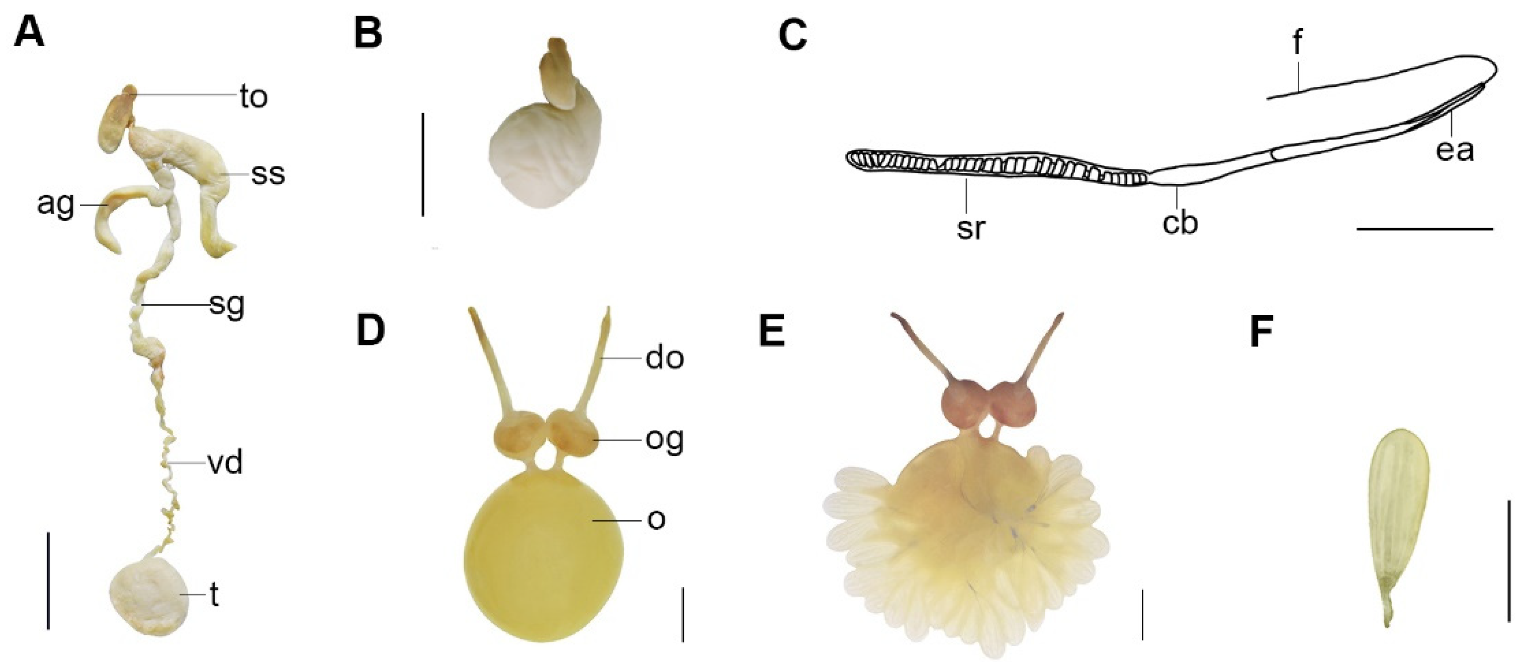 Diversity 14 01083 g006 Diversity 14 01083 g006