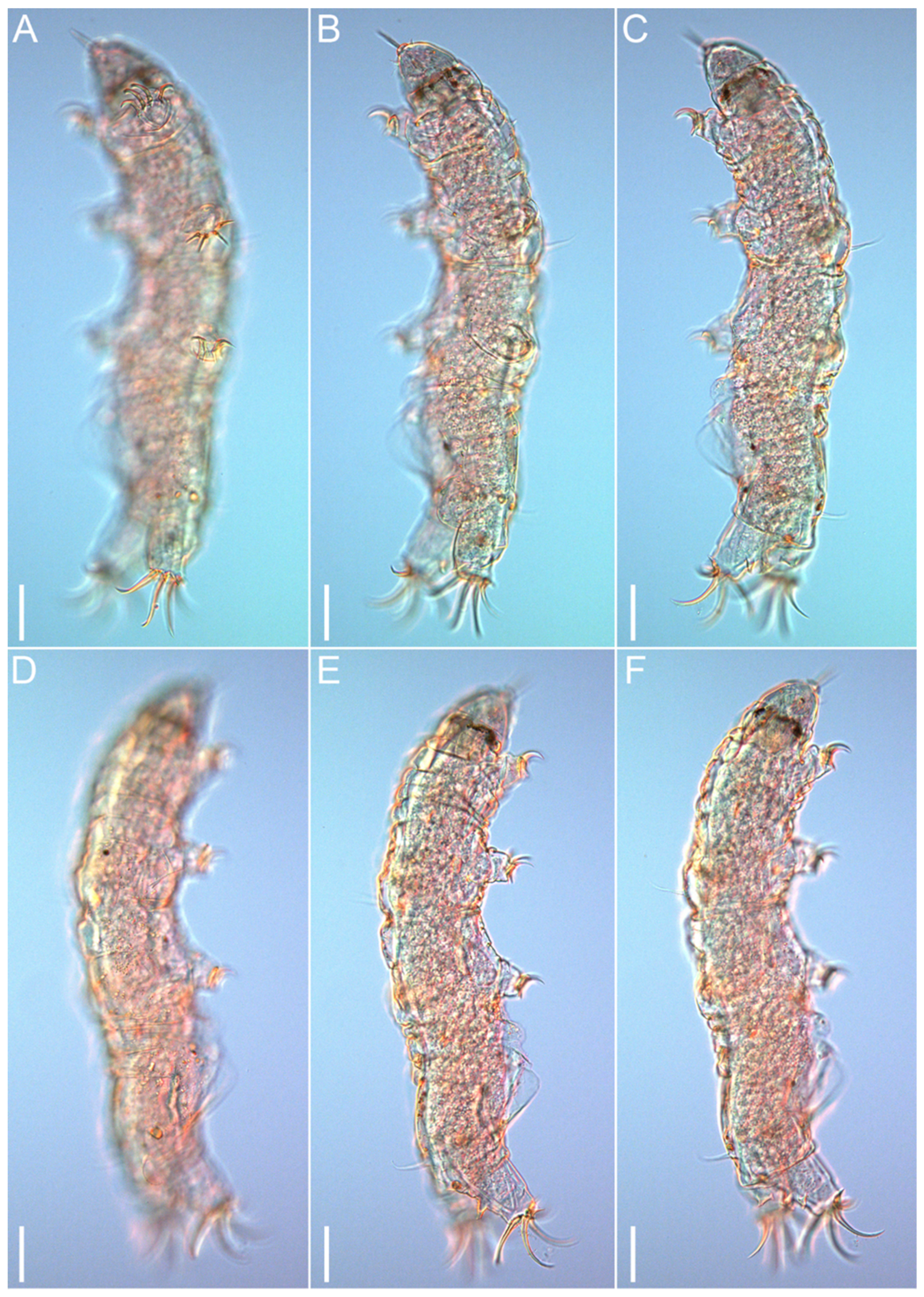 Diversity 14 01086 g003