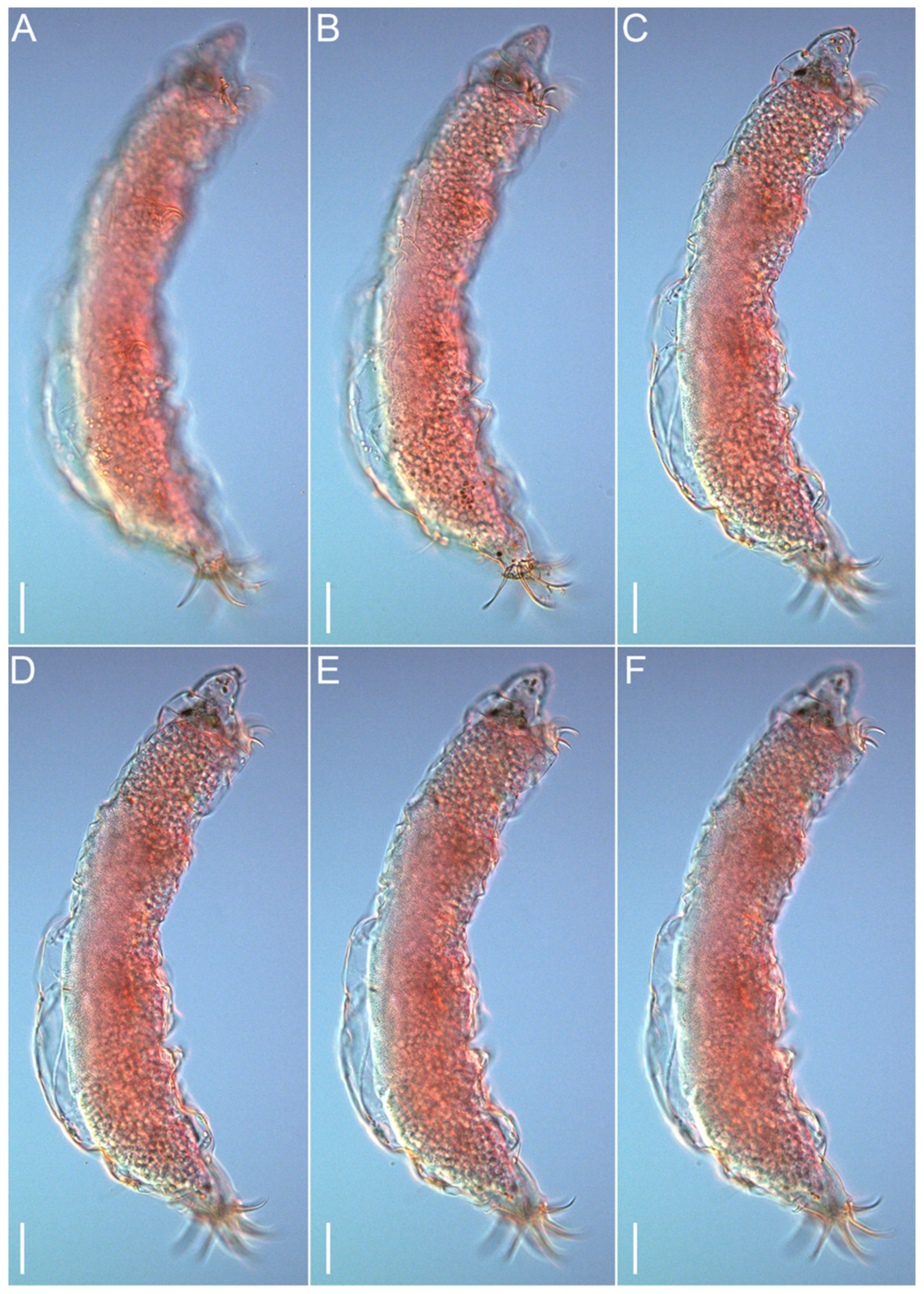 Diversity 14 01086 g004