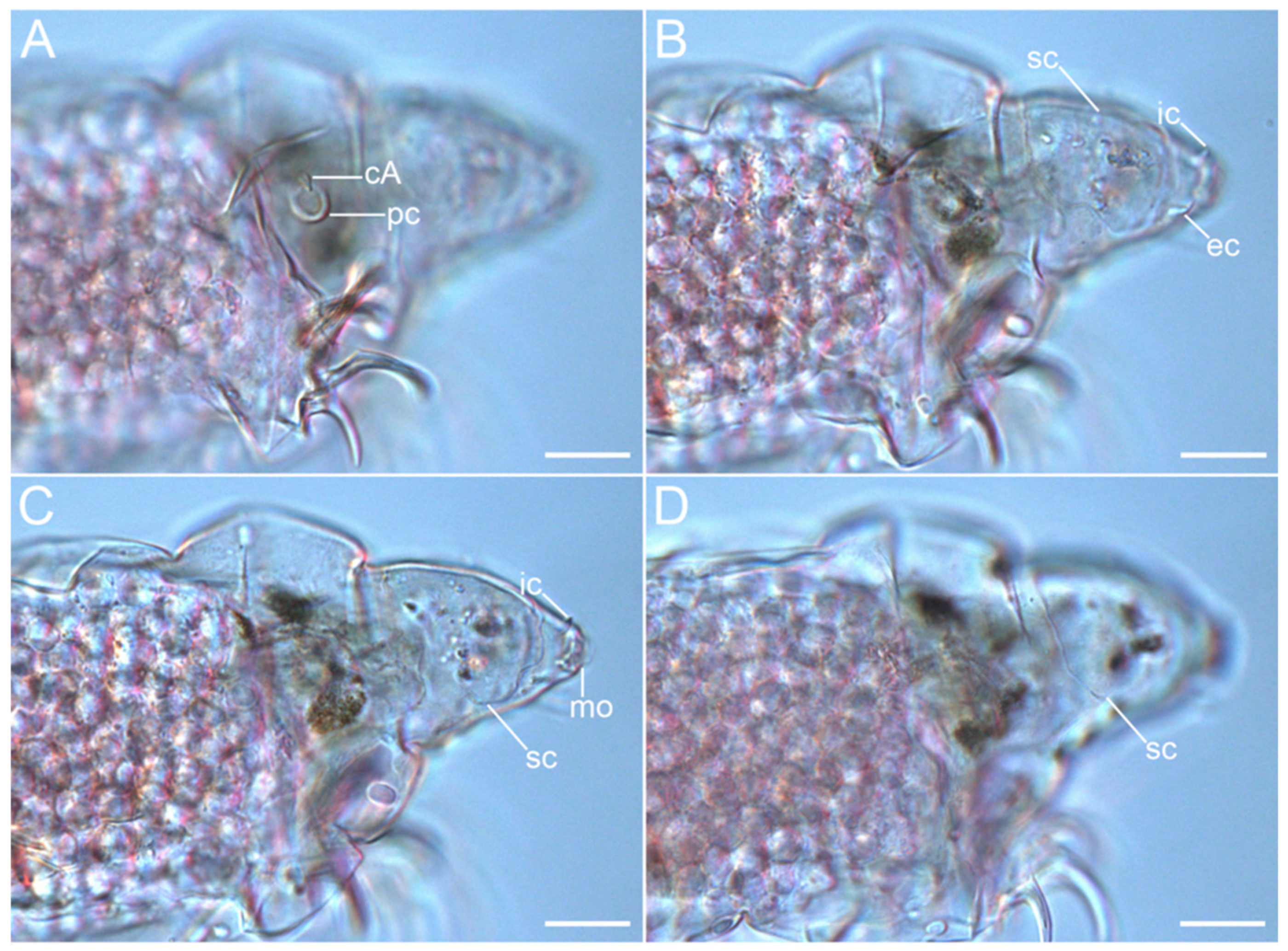 Diversity 14 01086 g006