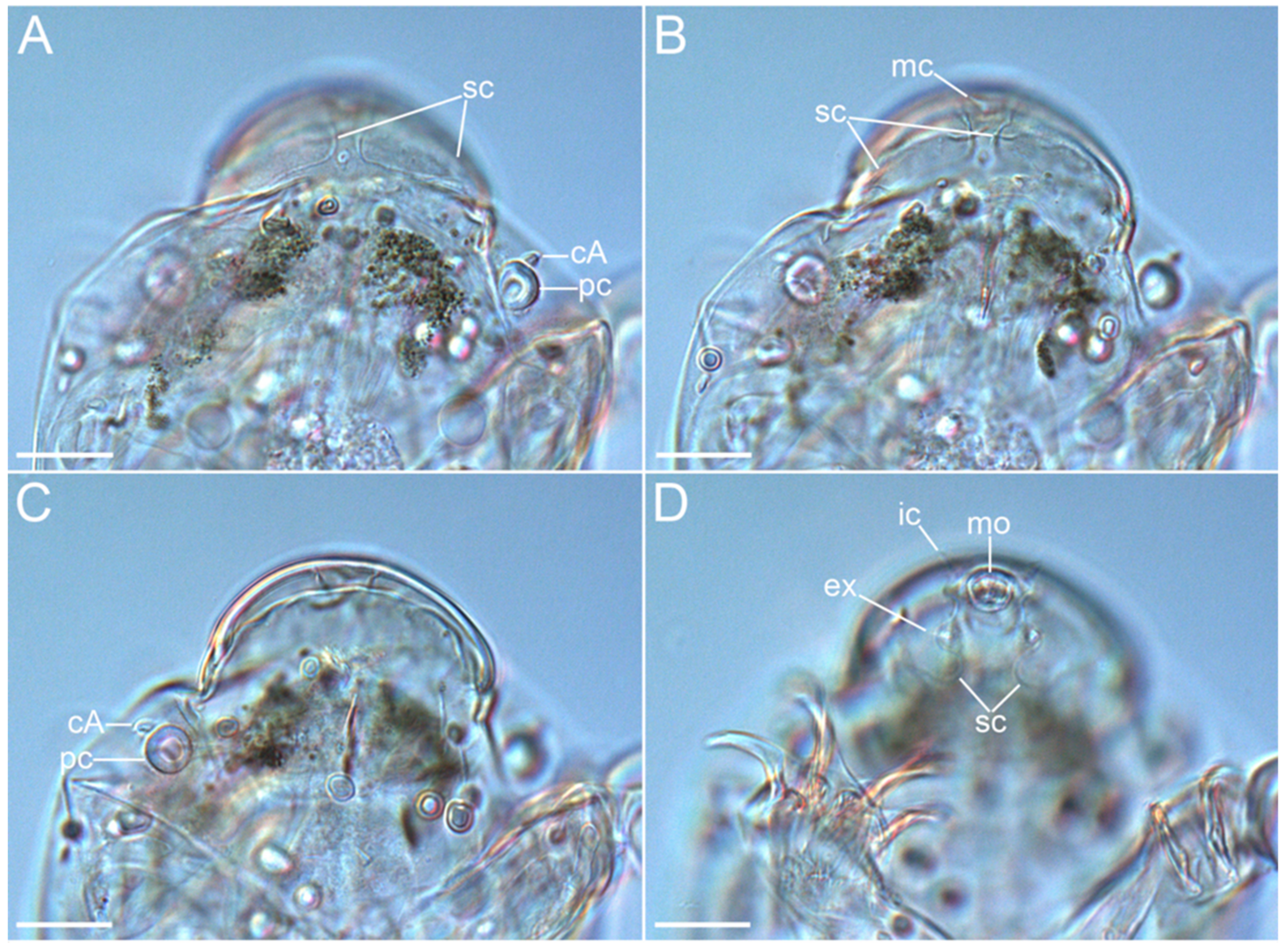 Diversity 14 01086 g007