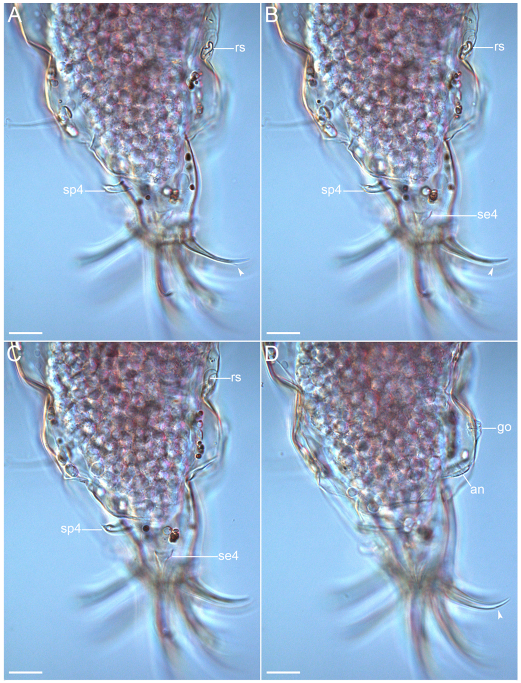 Diversity 14 01086 g009