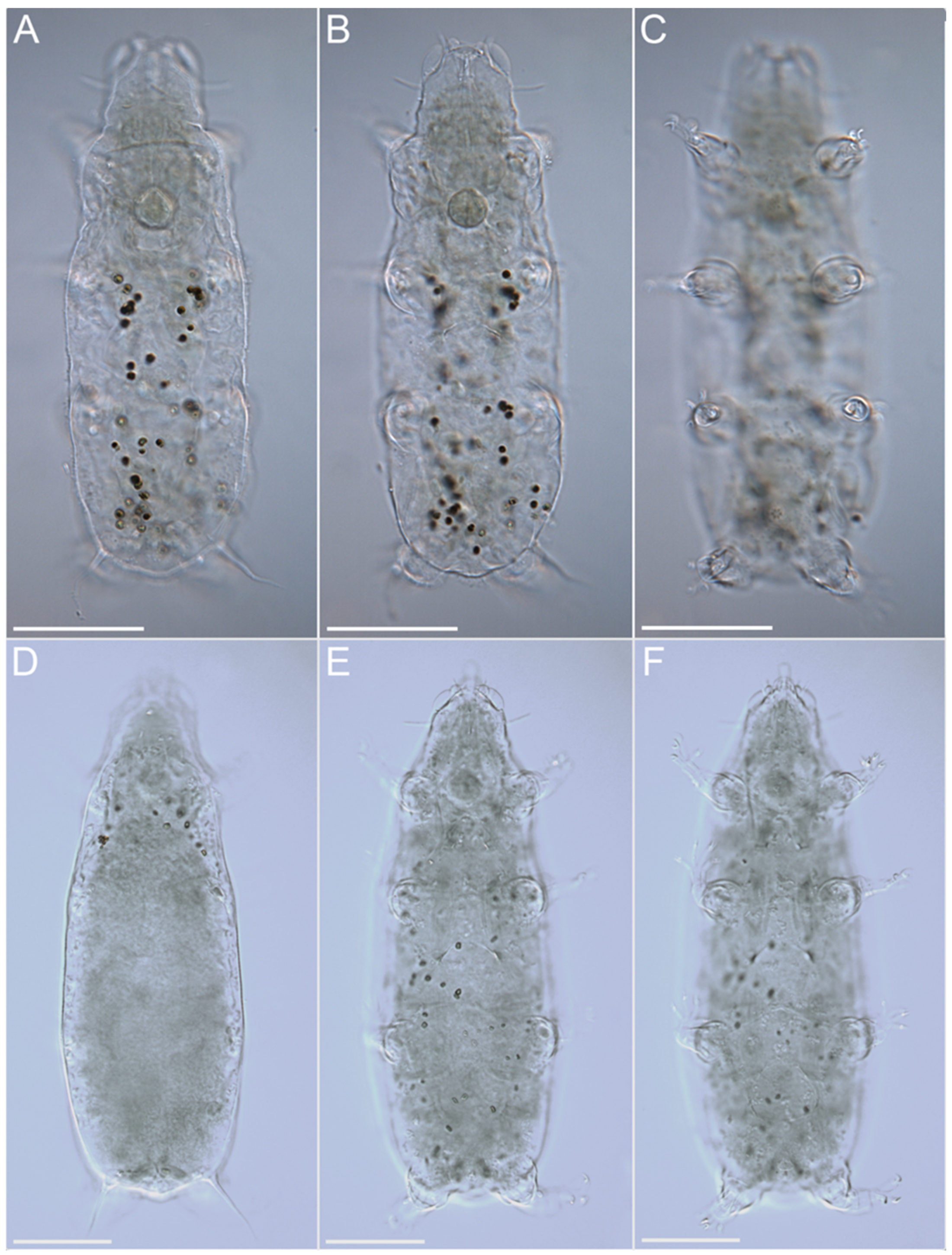 Diversity 14 01086 g012