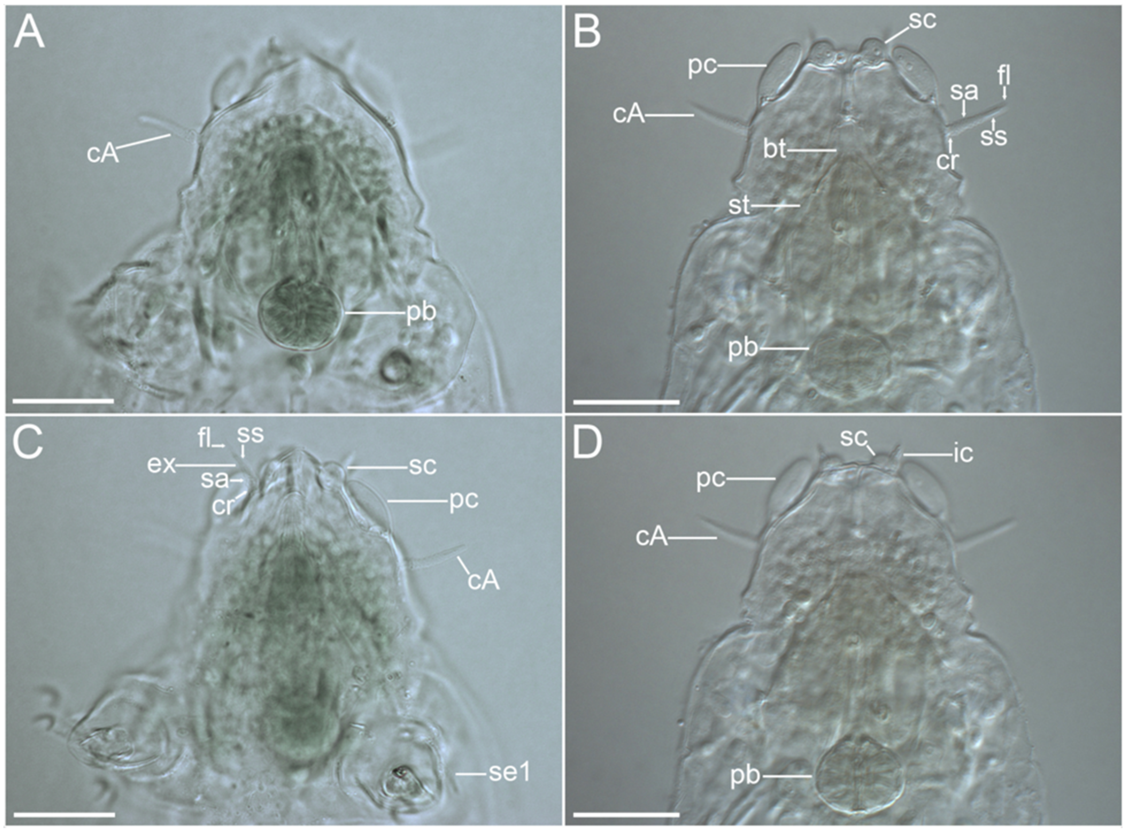 Diversity 14 01086 g014