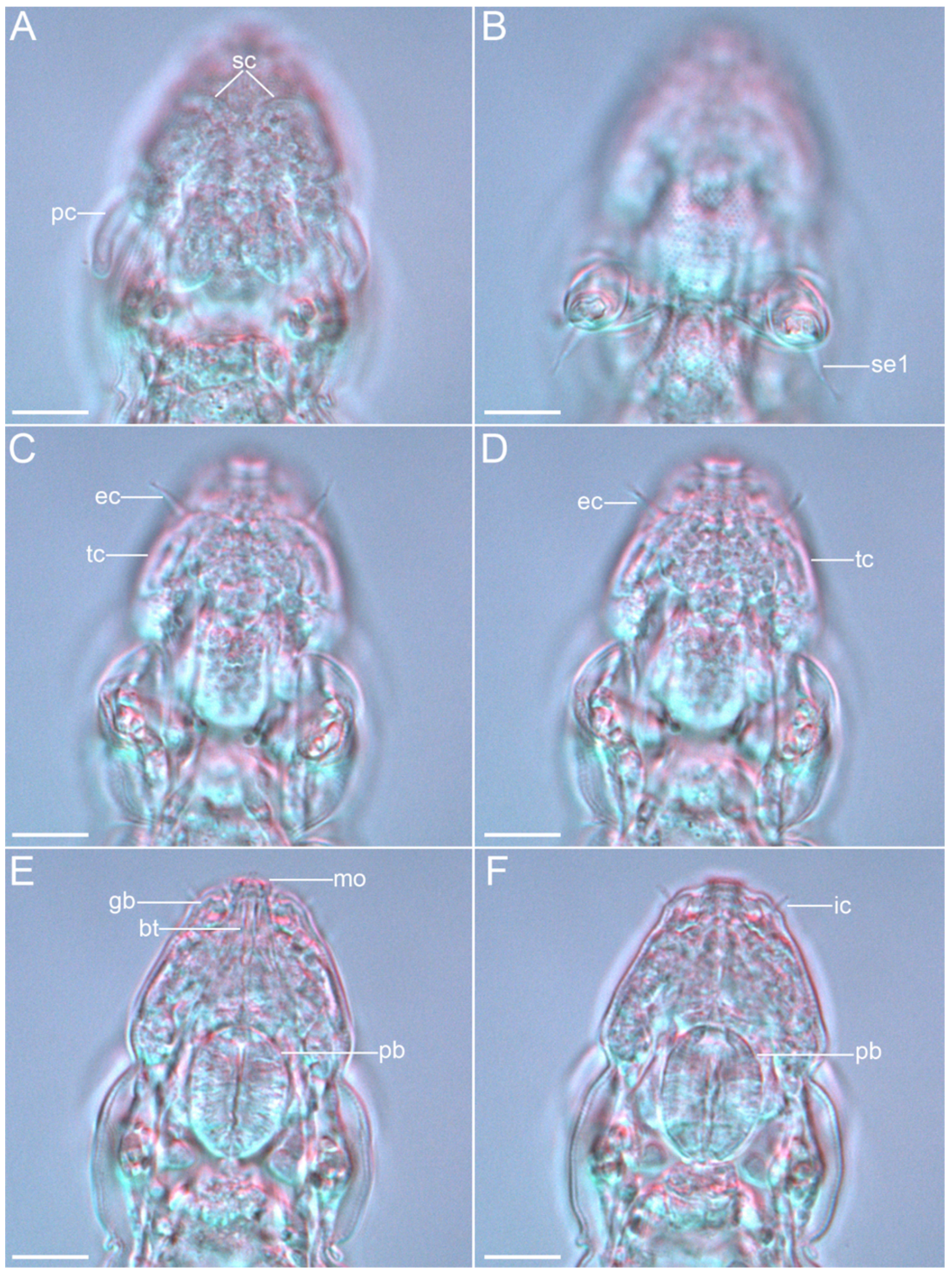 Diversity 14 01086 g025