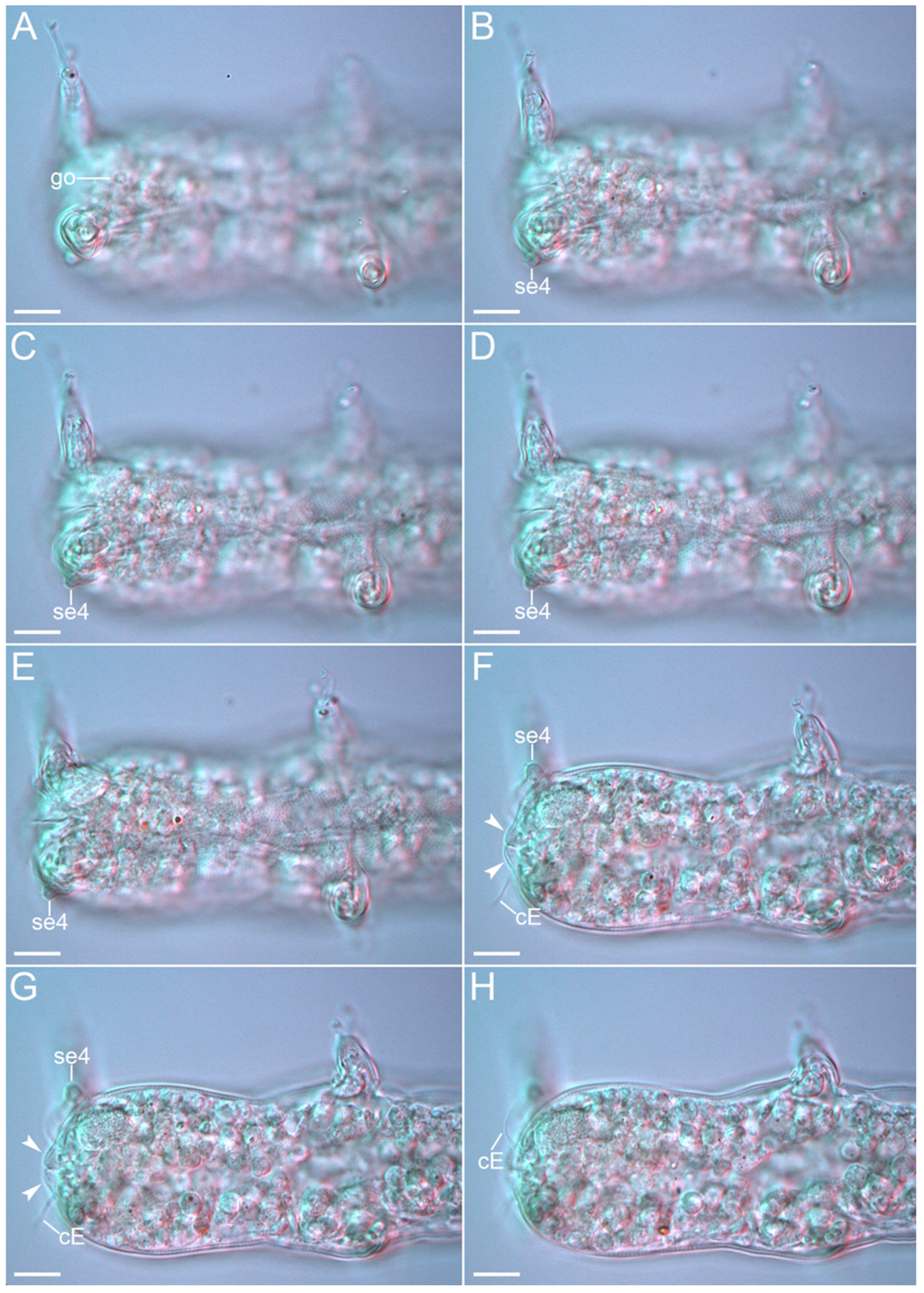 Diversity 14 01086 g026