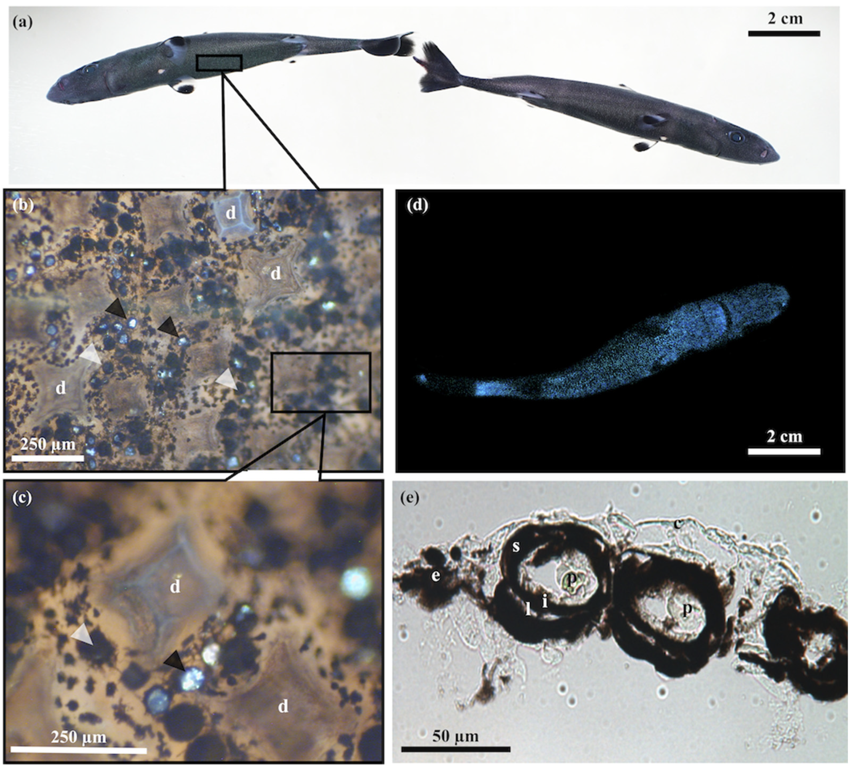 Diversity 14 01100 g001