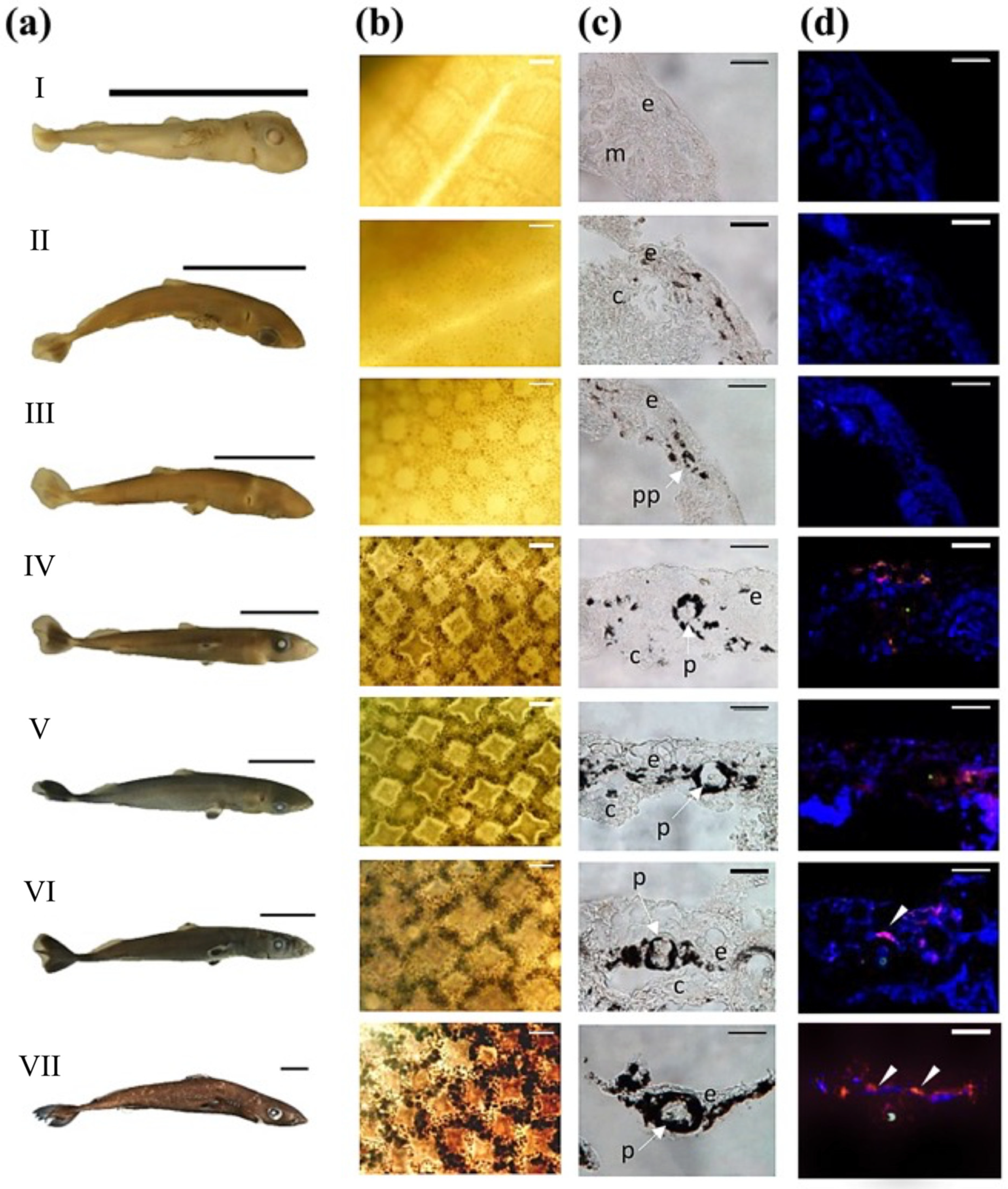 Diversity 14 01100 g002