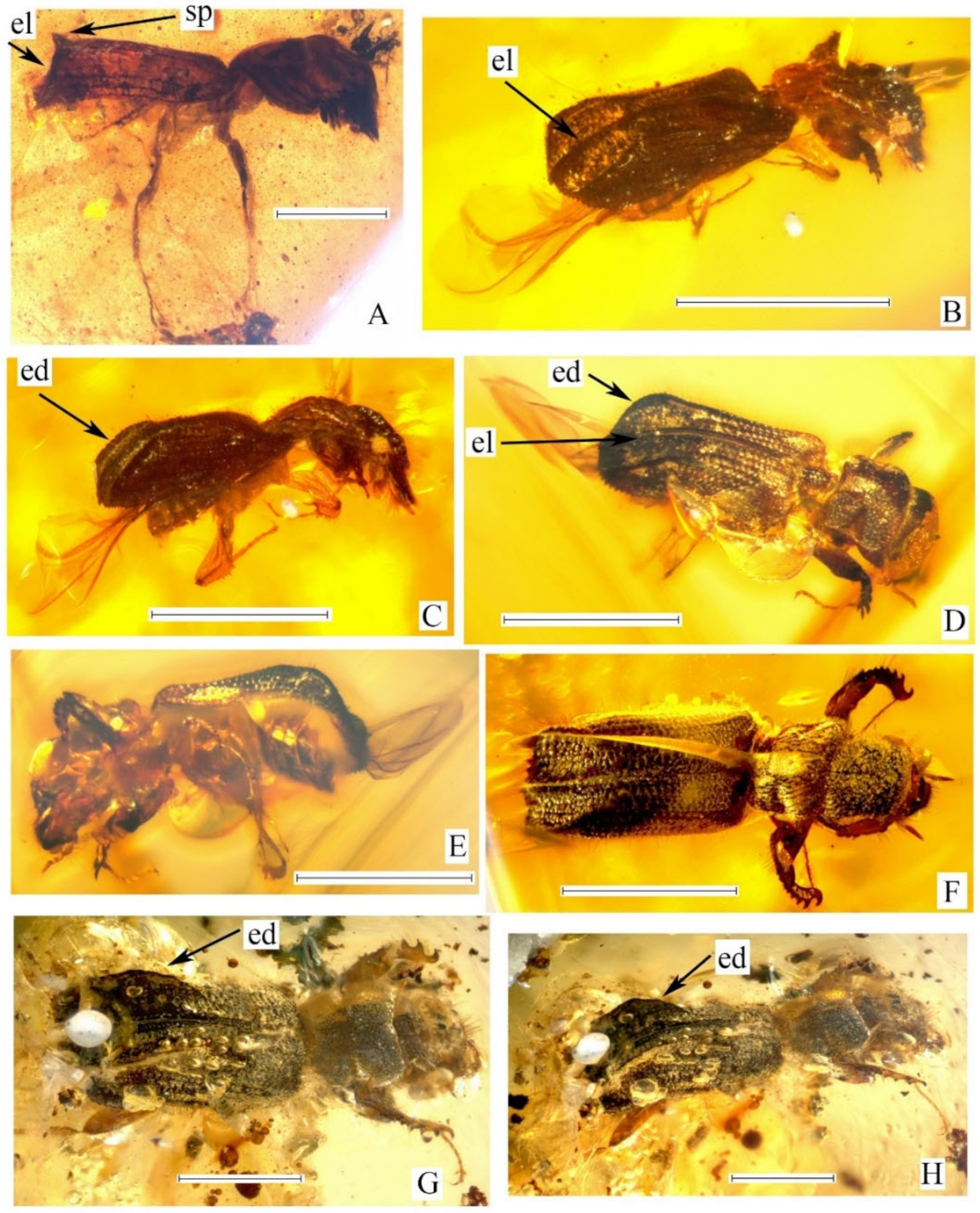 Diversity 14 01114 g002