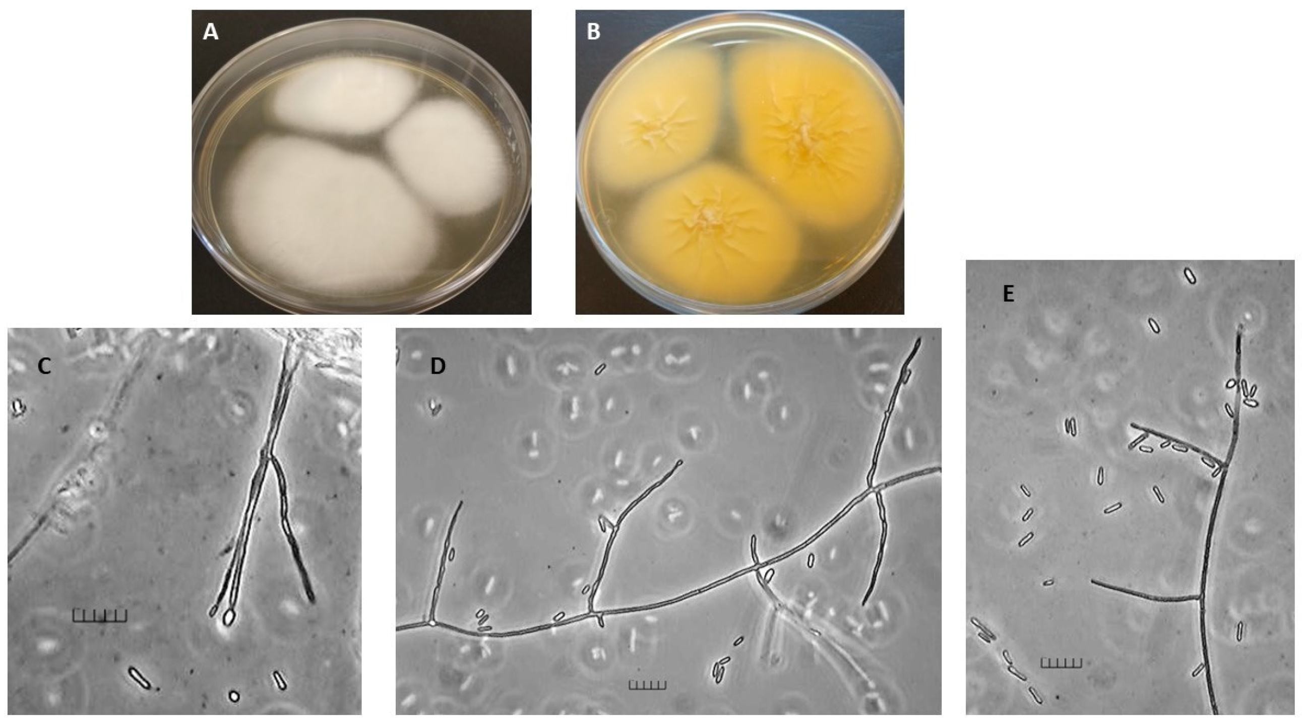 Diversity 14 01118 g001 Diversity 14 01118 g001
