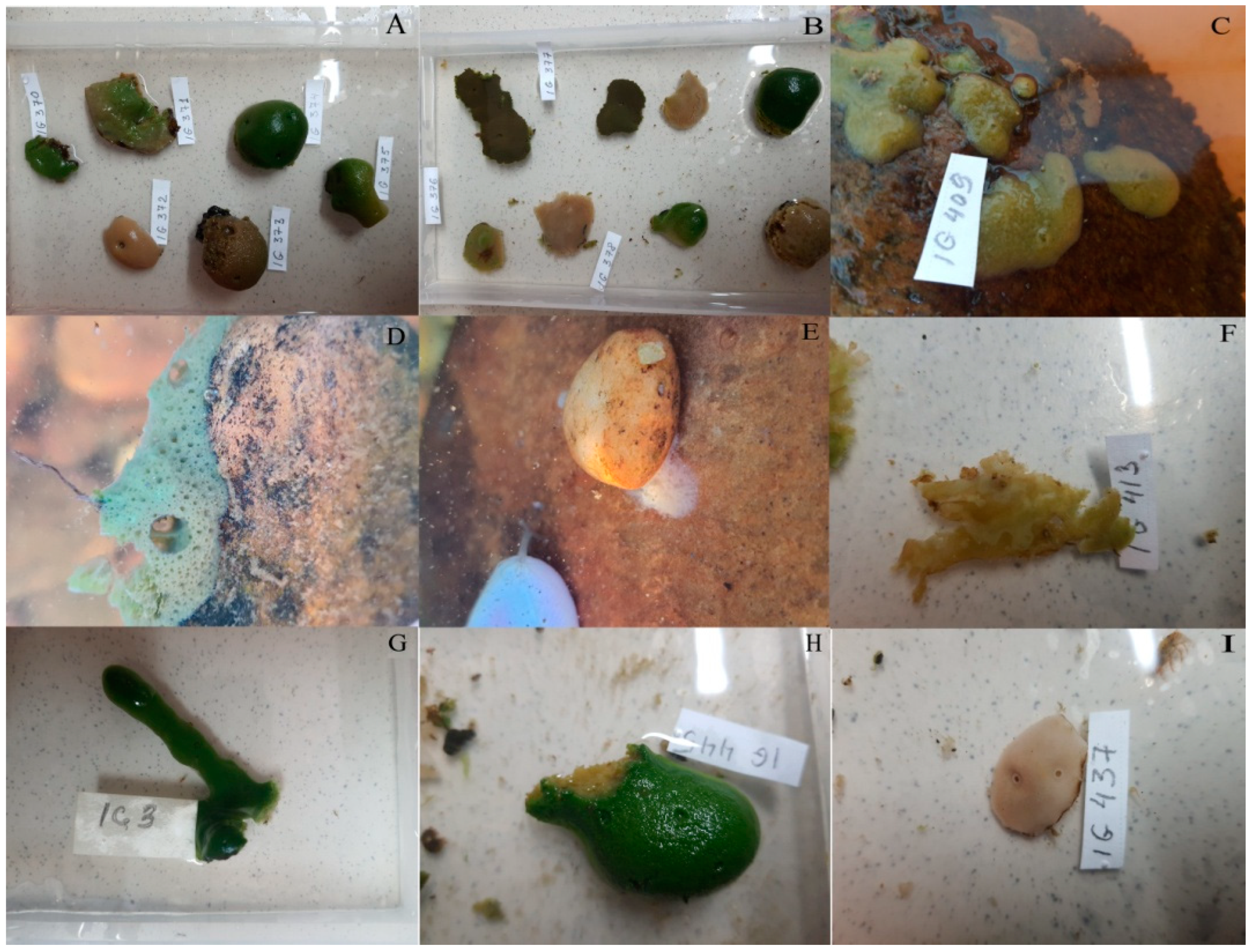 Diversity 14 01126 g001 Diversity 14 01126 g001