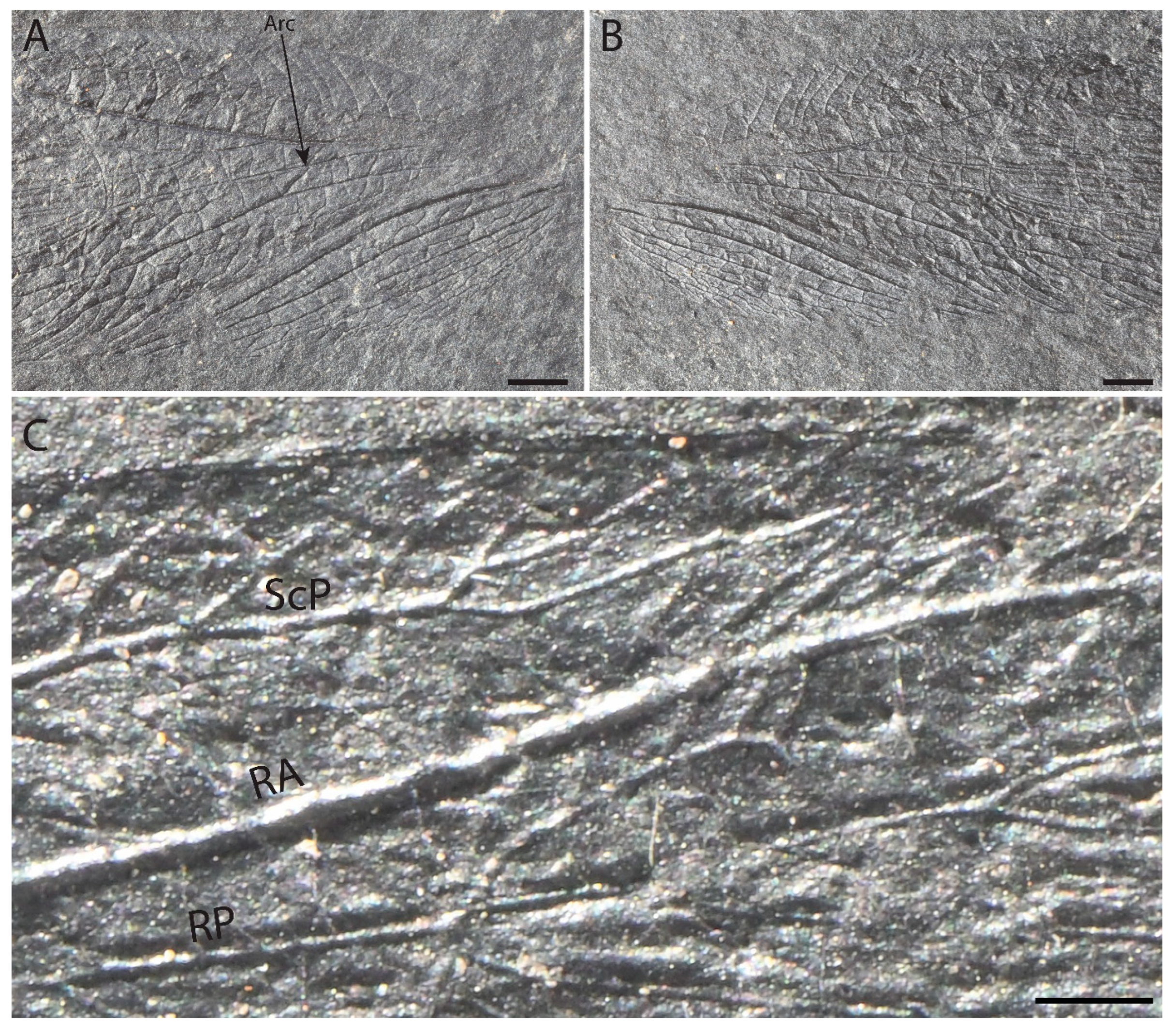 Diversity 14 01129 g002