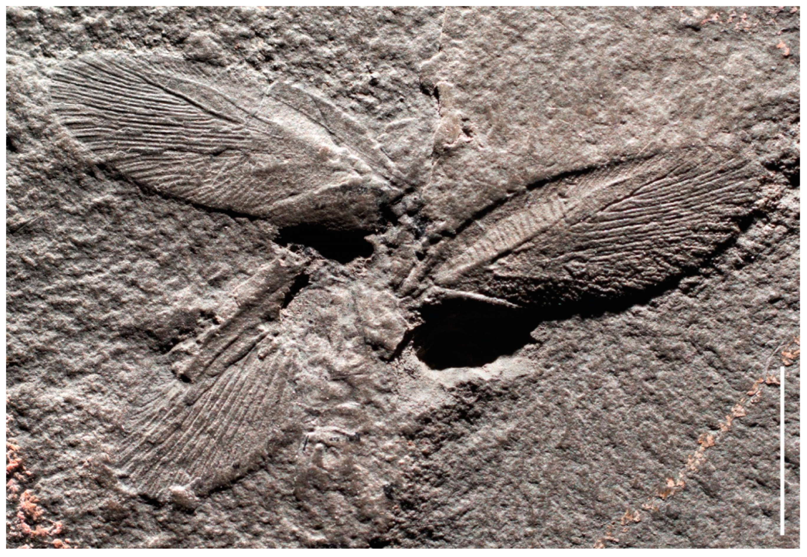 Diversity 14 01129 g003