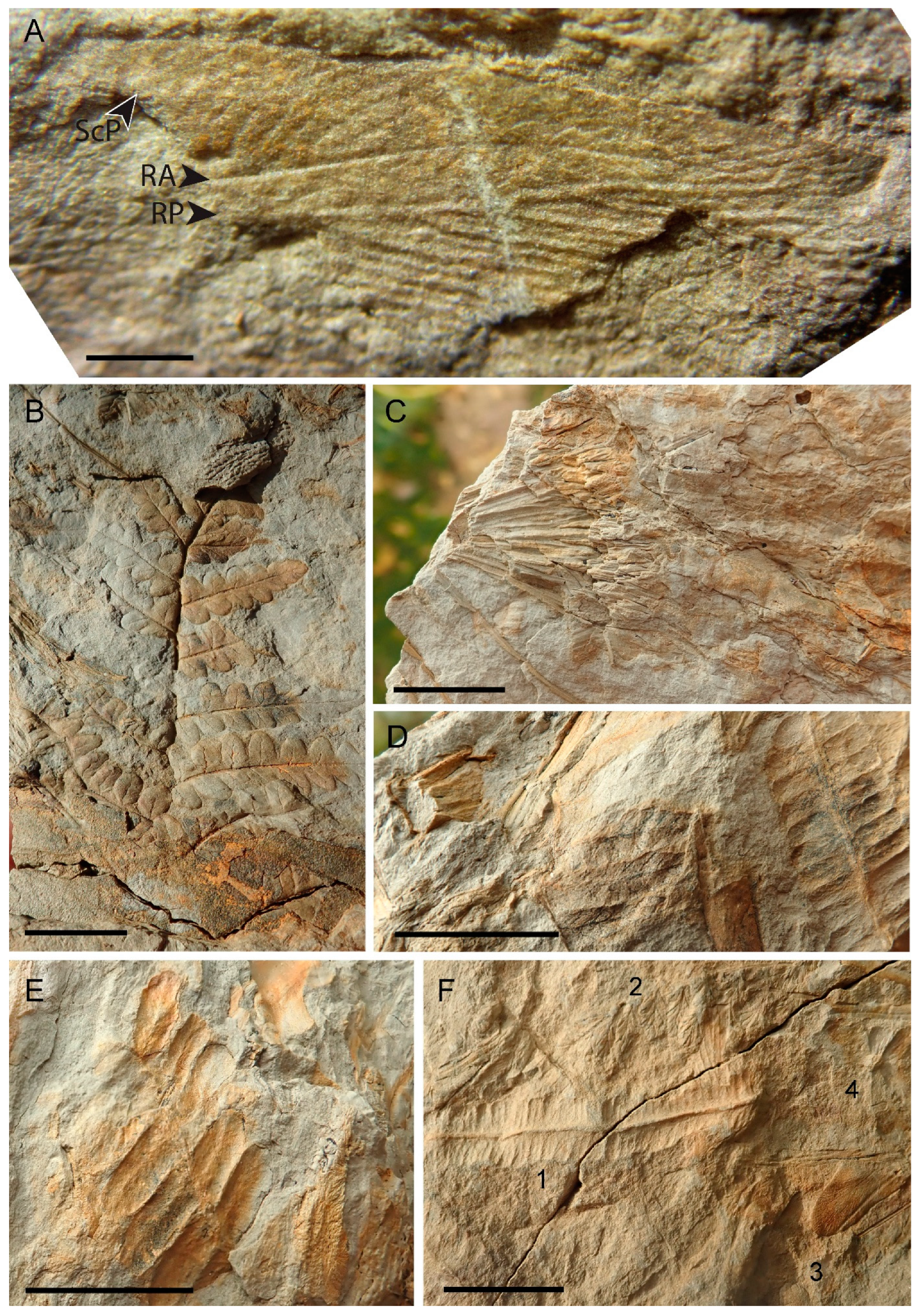 Diversity 14 01129 g004