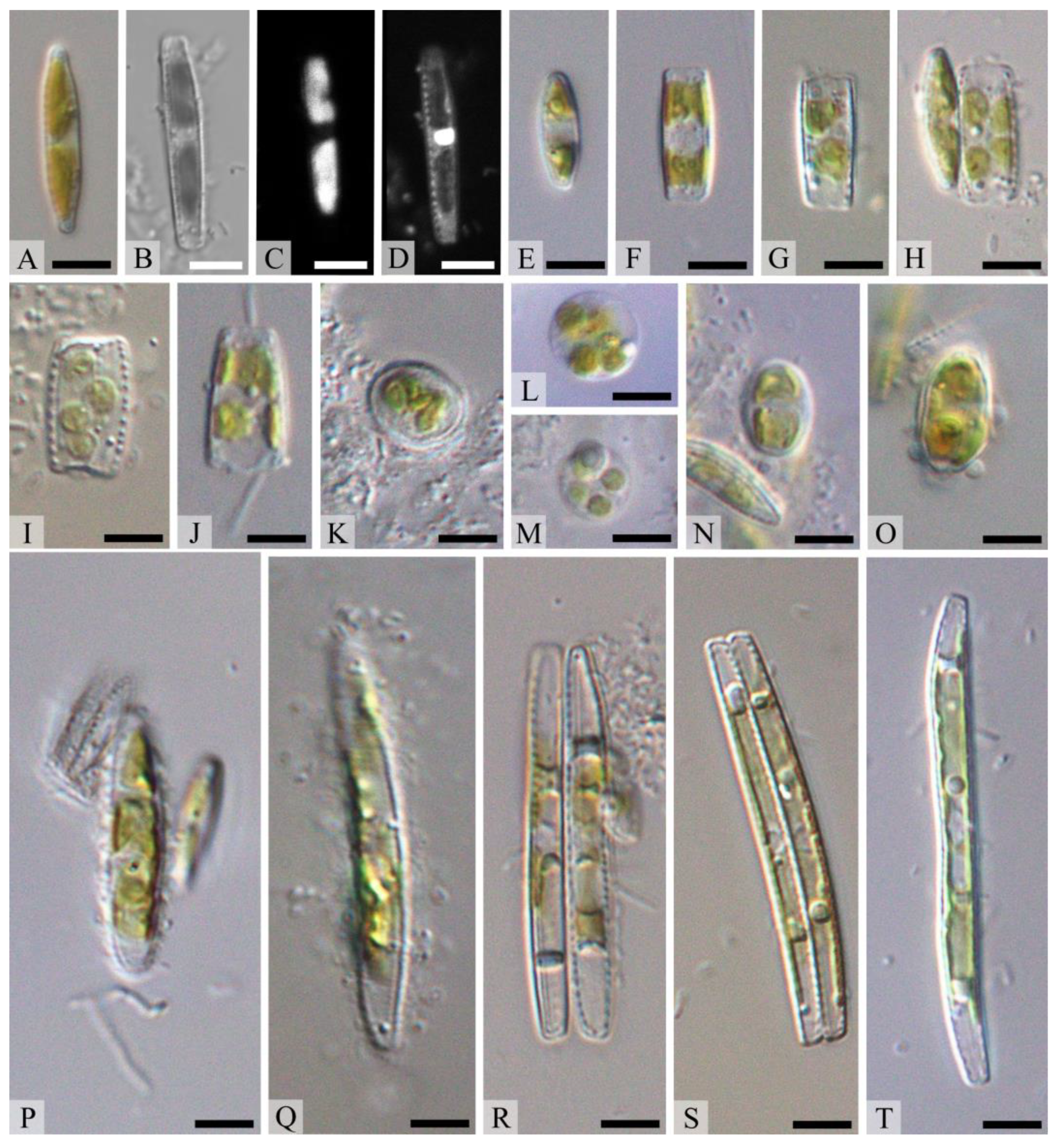 Diversity 14 01133 g003 Diversity 14 01133 g003