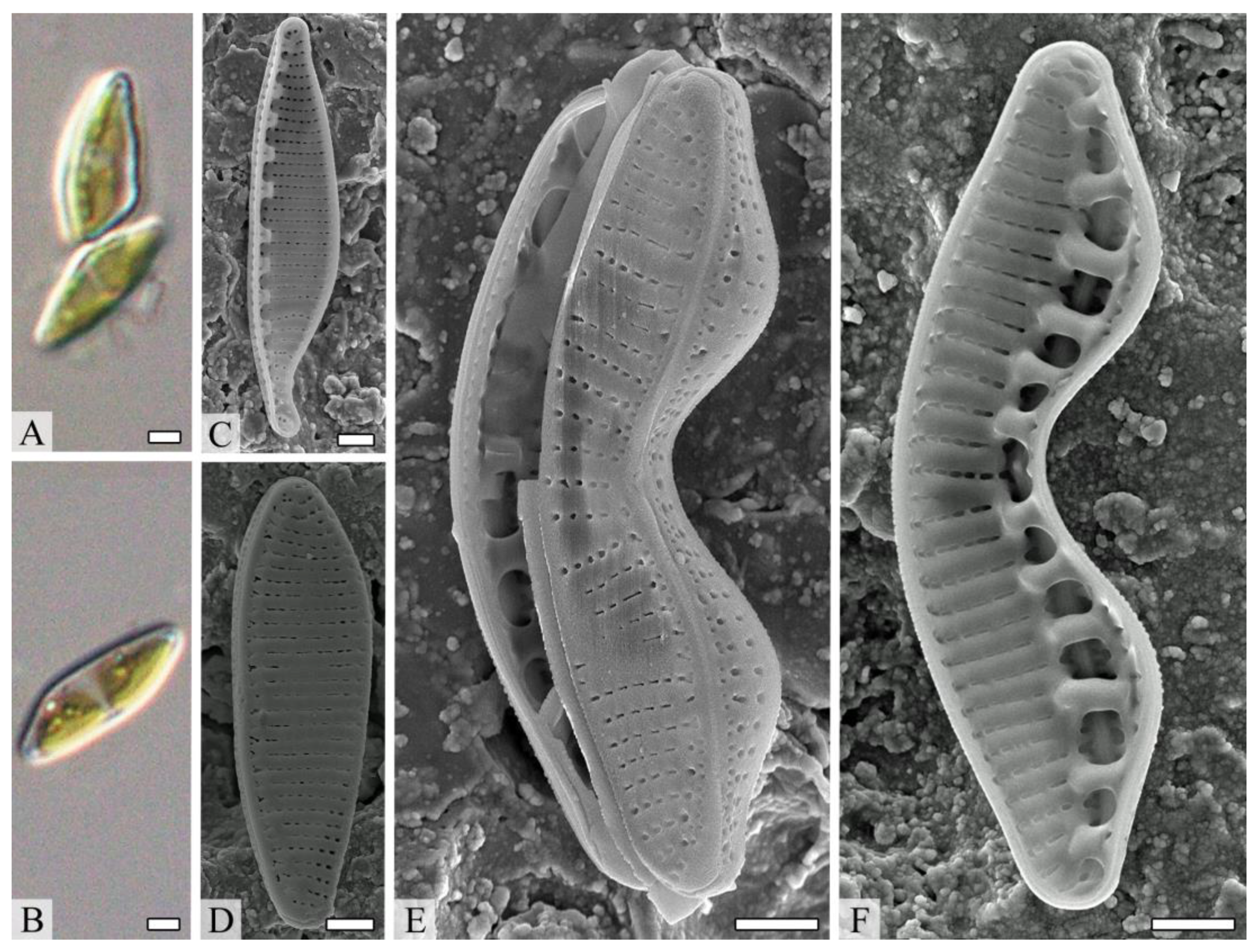 Diversity 14 01133 g006 Diversity 14 01133 g006