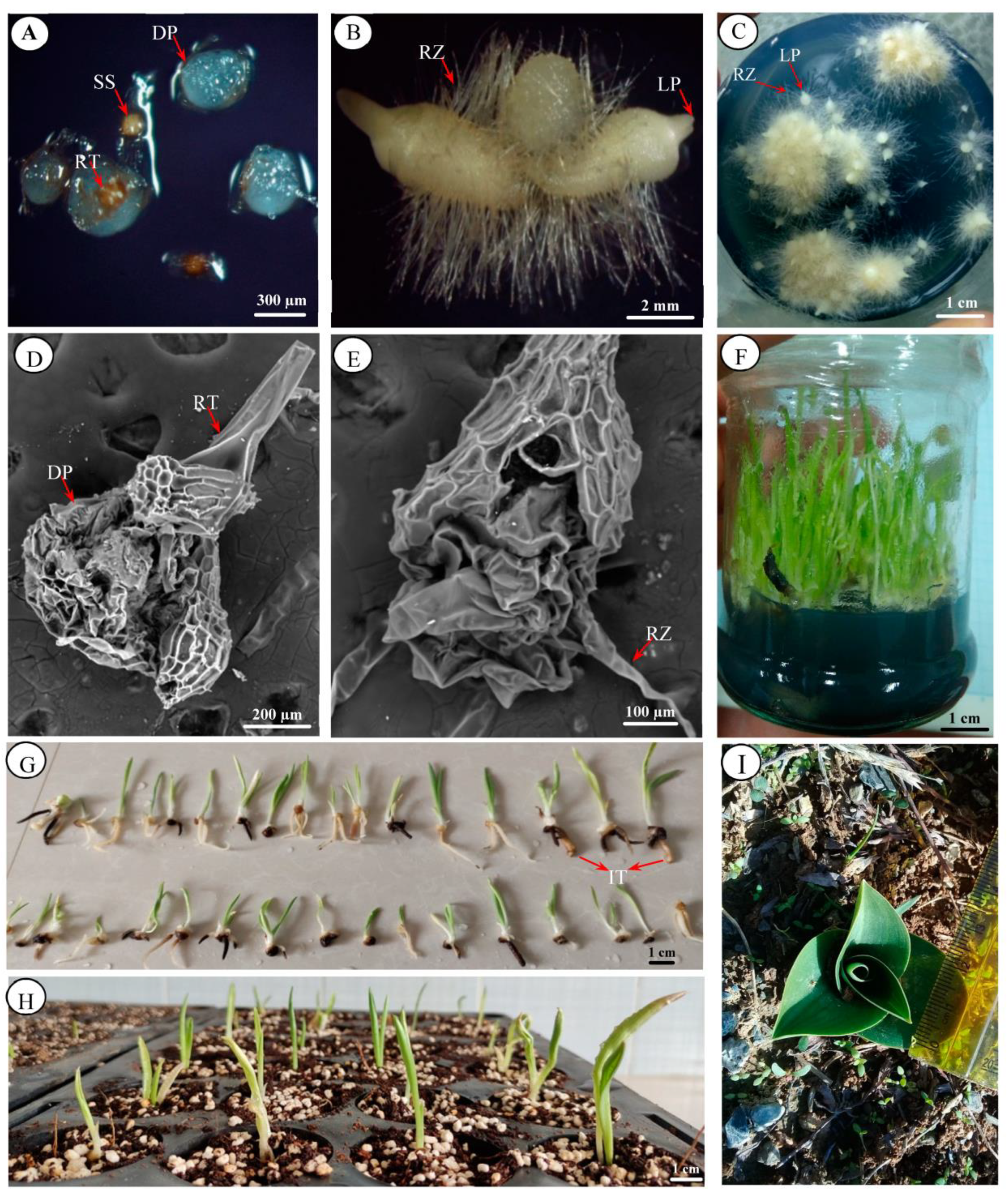 Diversity 14 01137 g002 Diversity 14 01137 g002