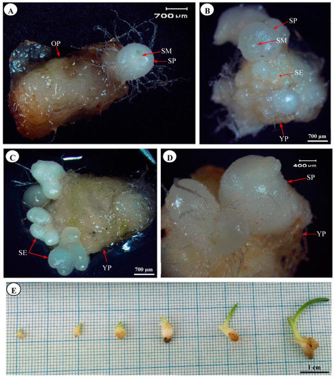 Large-Scale In Vitro Multiplication and Phytochemical