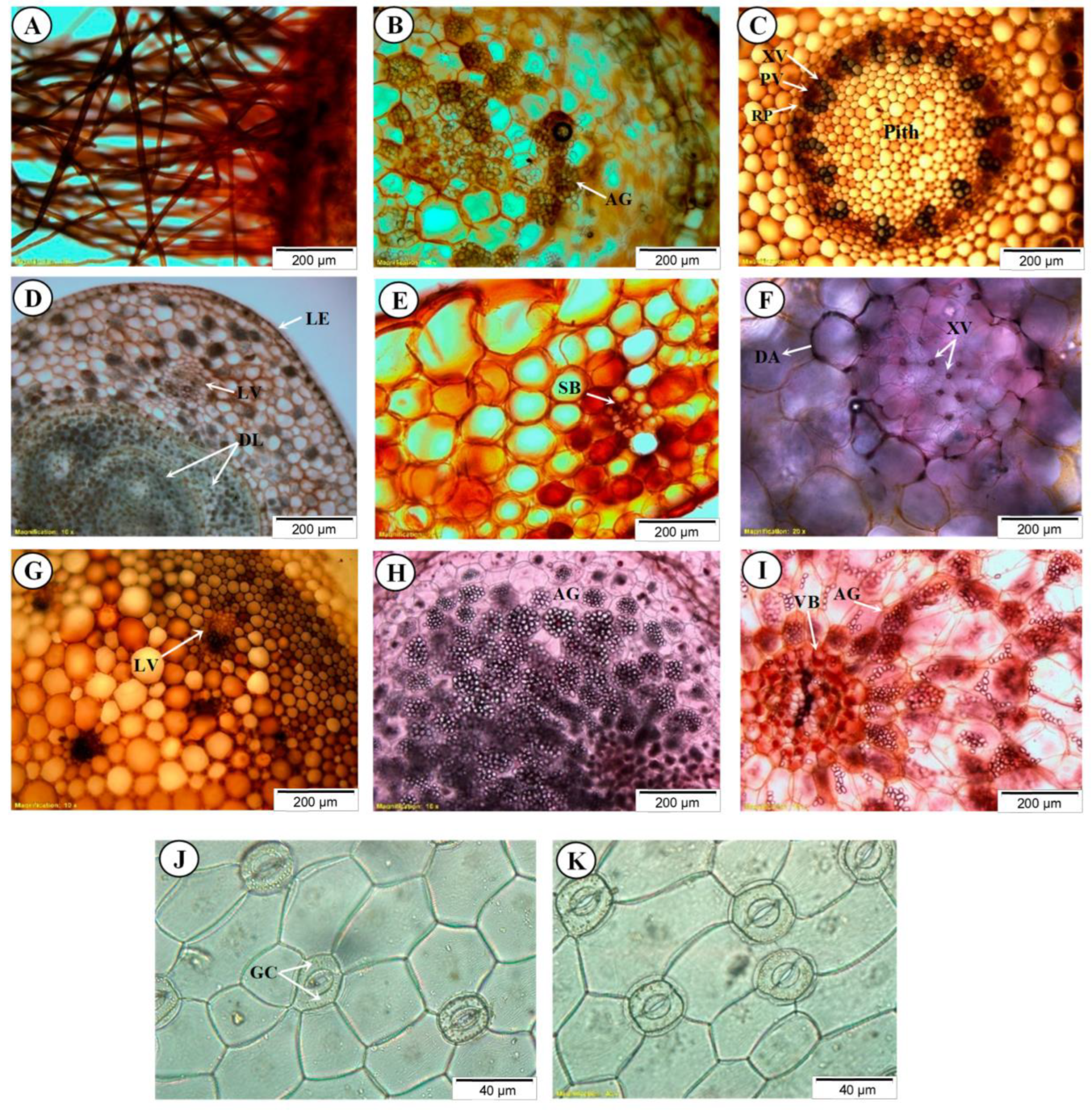 Diversity 14 01137 g004 Diversity 14 01137 g004