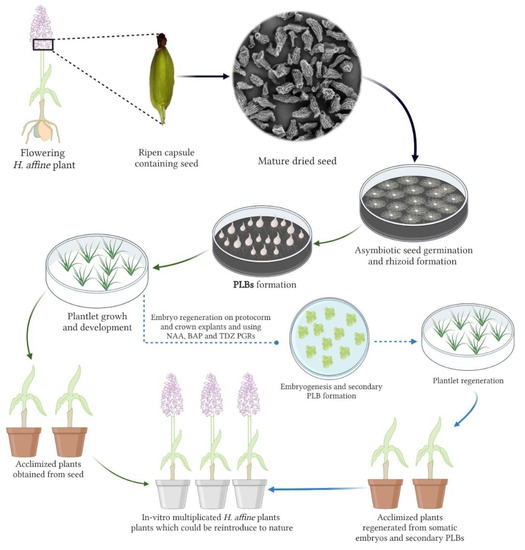 Large-Scale In Vitro Multiplication and Phytochemical
