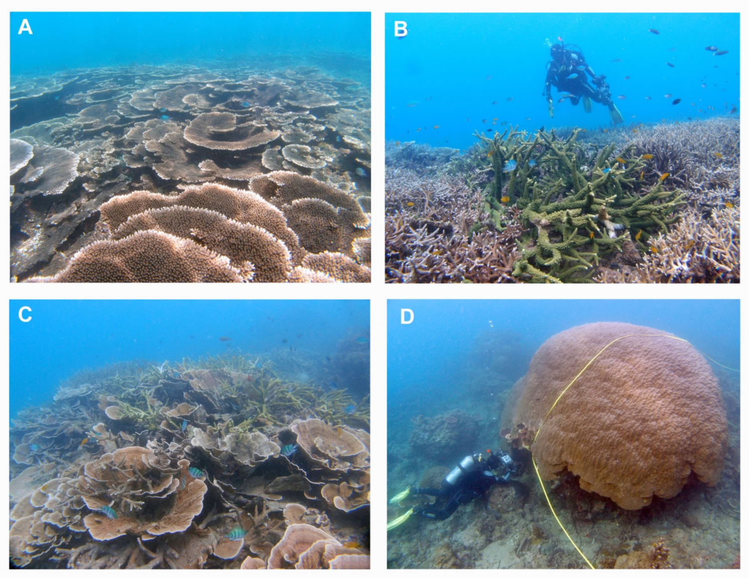 Diversity 15 00004 g004