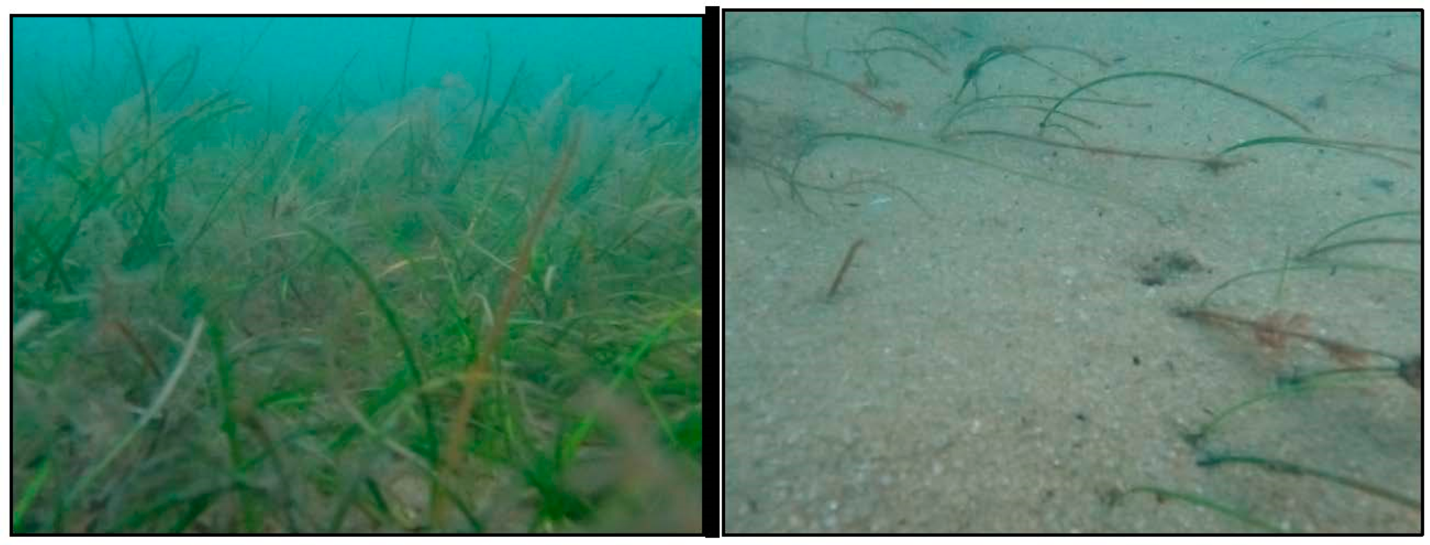 Diversity 15 00005 g010 Diversity 15 00005 g010