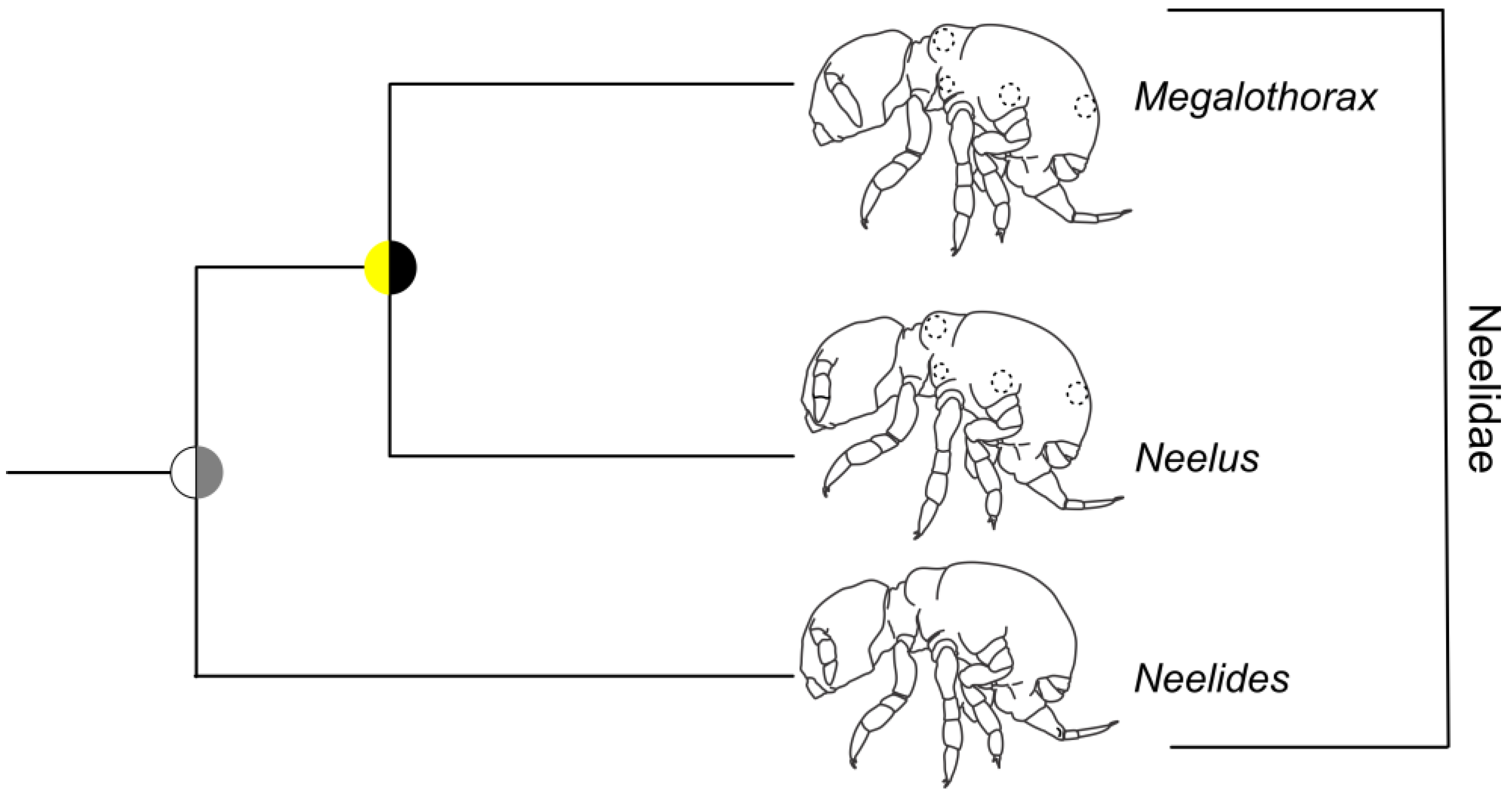 Diversity 15 00007 g006 Diversity 15 00007 g006