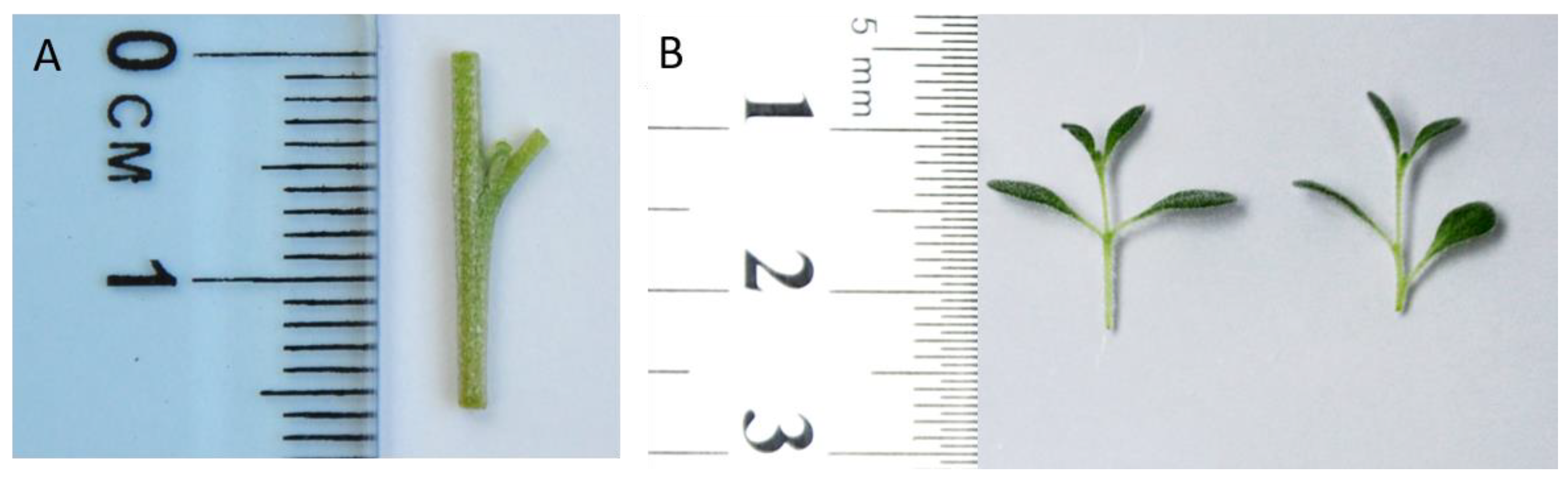 Diversity 15 00013 g001 Diversity 15 00013 g001